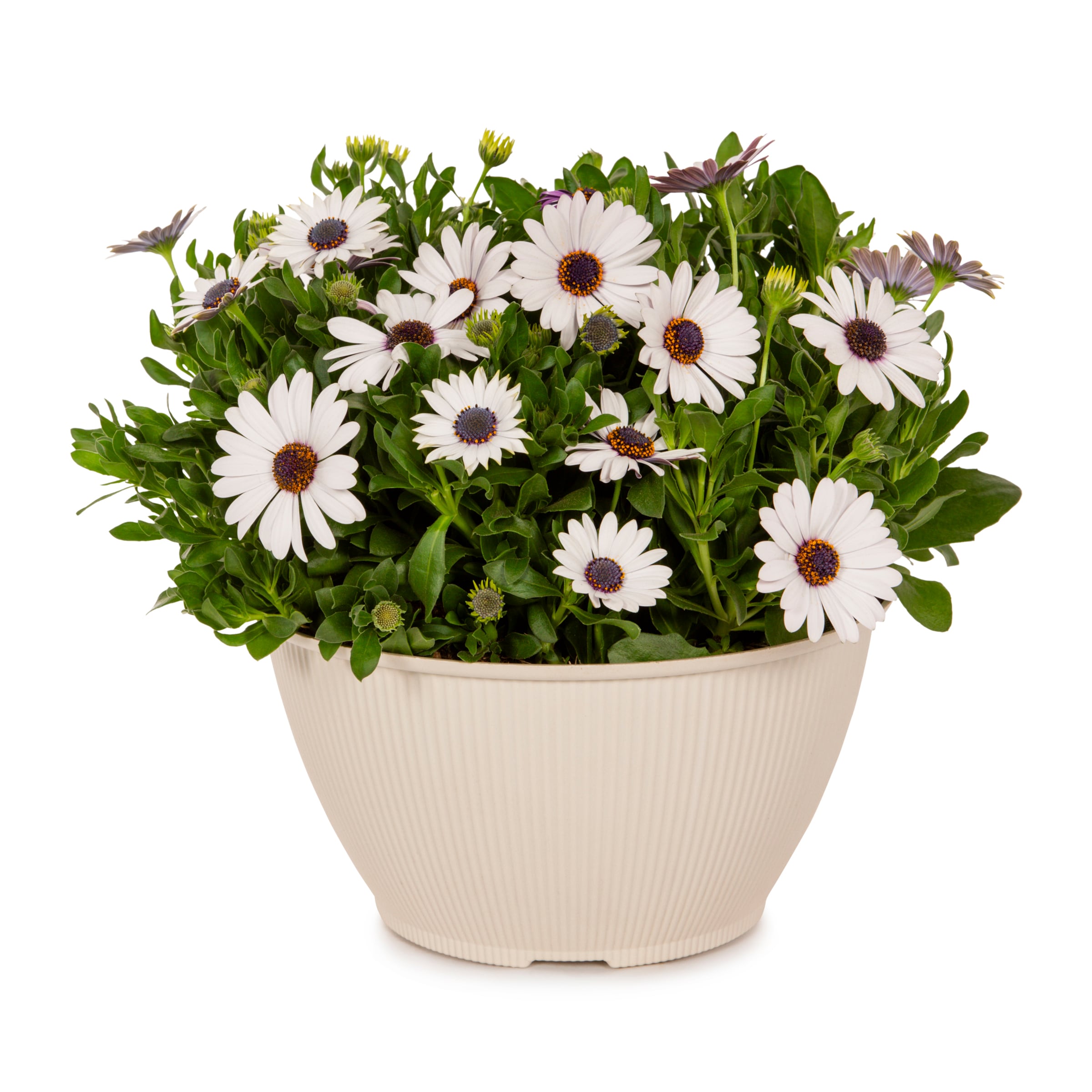 Lowe's 2861125 Multicolor OSTEOSPERMUM in 1 Gallon(s) Pot 5 -Pack