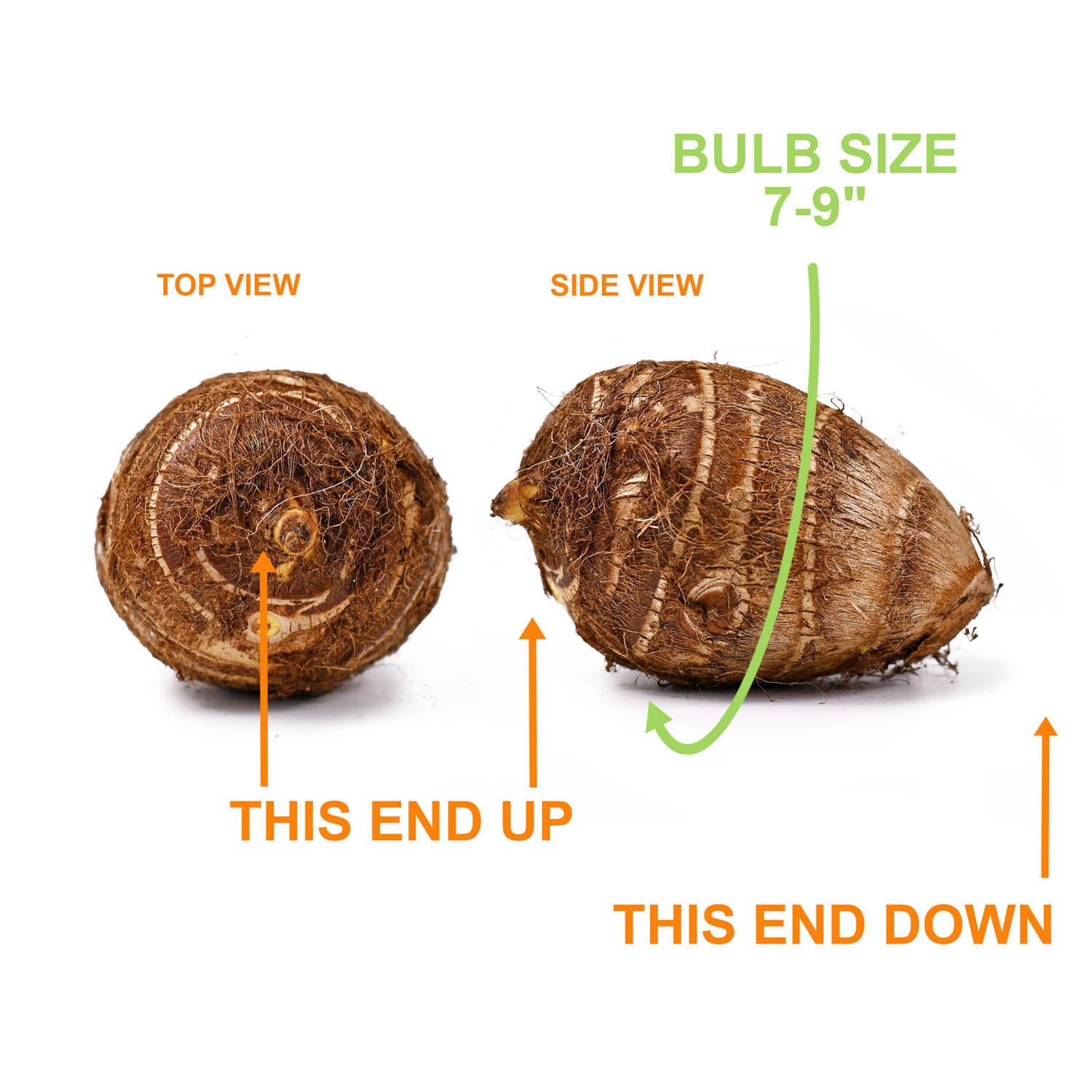 Garden State Bulb ECS-218-05-05 Plant-Bulbs - View #4