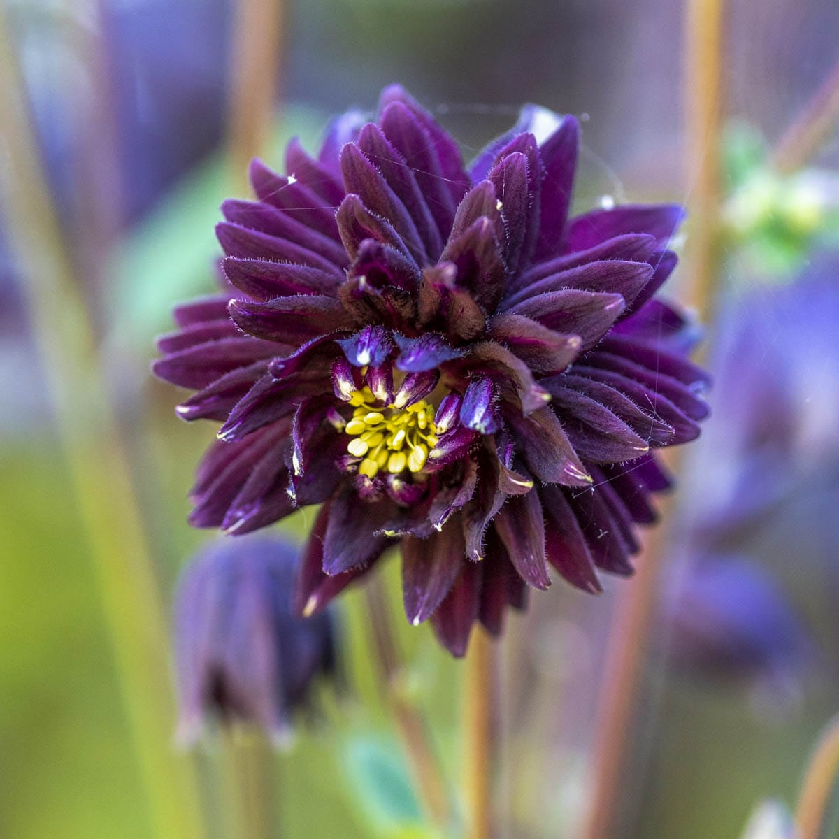 Direct Gardening 99612 Purple Flowering Black Barlow Columbine Dormant Starter Plant in 1 -Pack Bareroot 3 -Pack