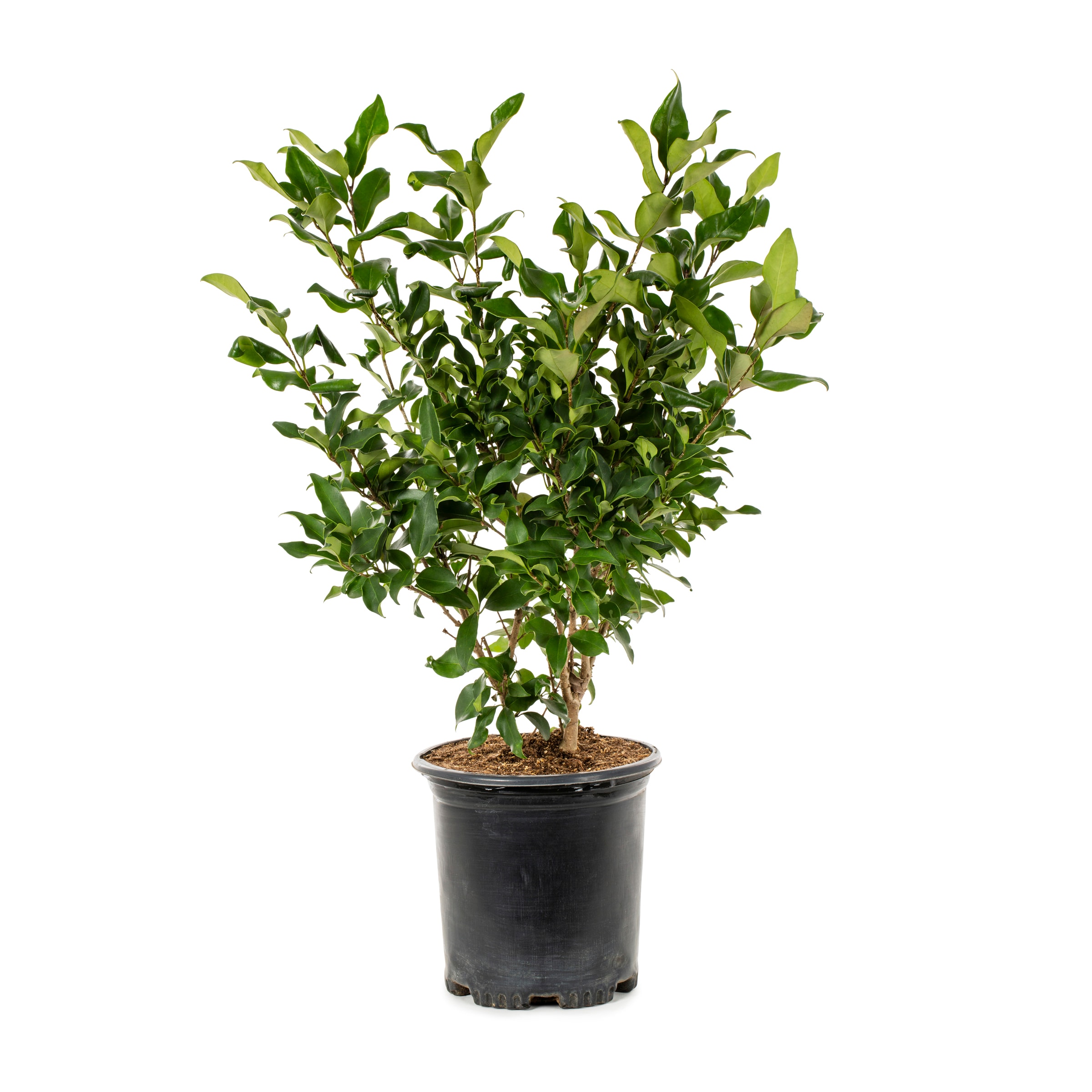 Lowe's NURSERY Wax Leaf Privet Texanum Shrub in 3.58-Gallon