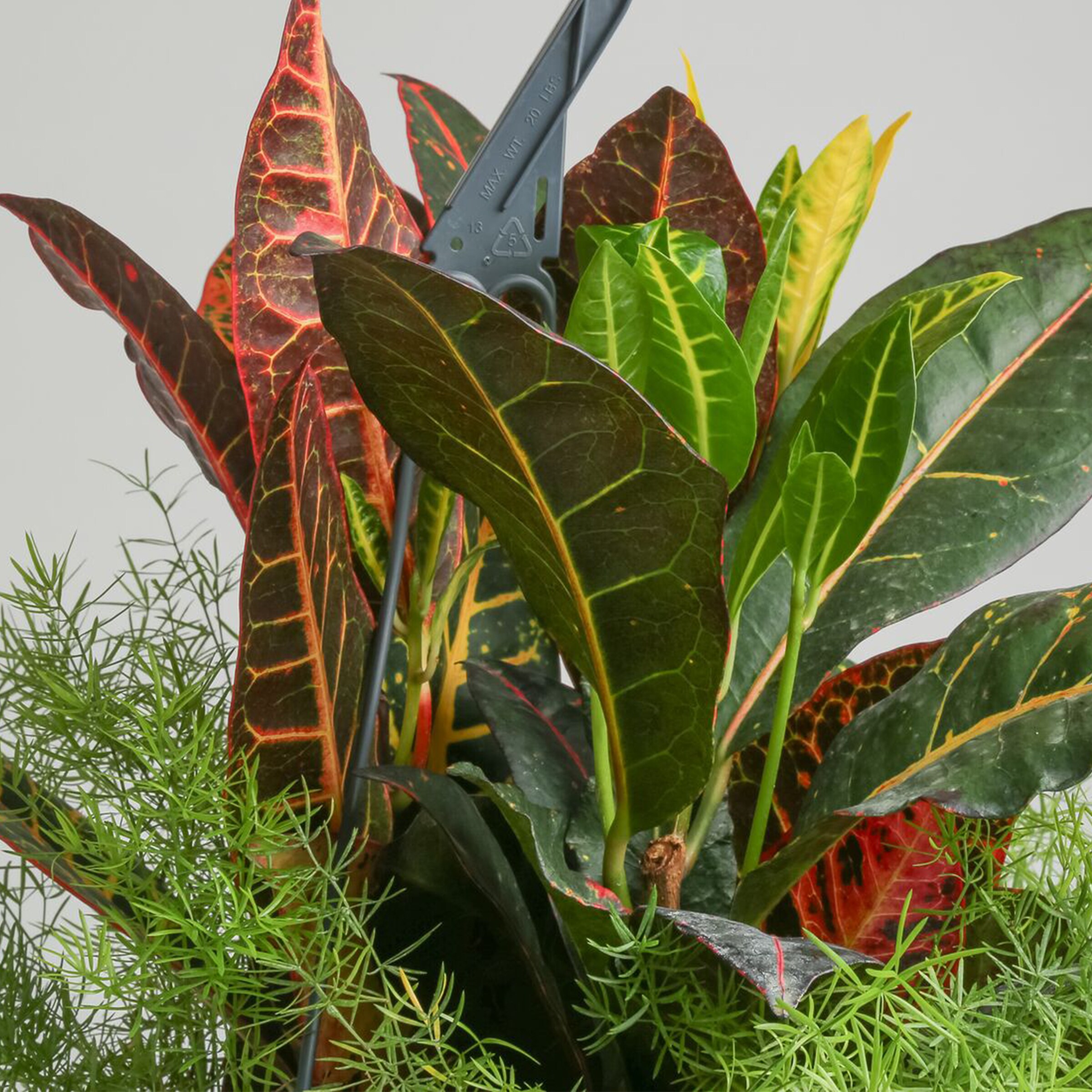 Lowe's 5337704 Feature Shrub in