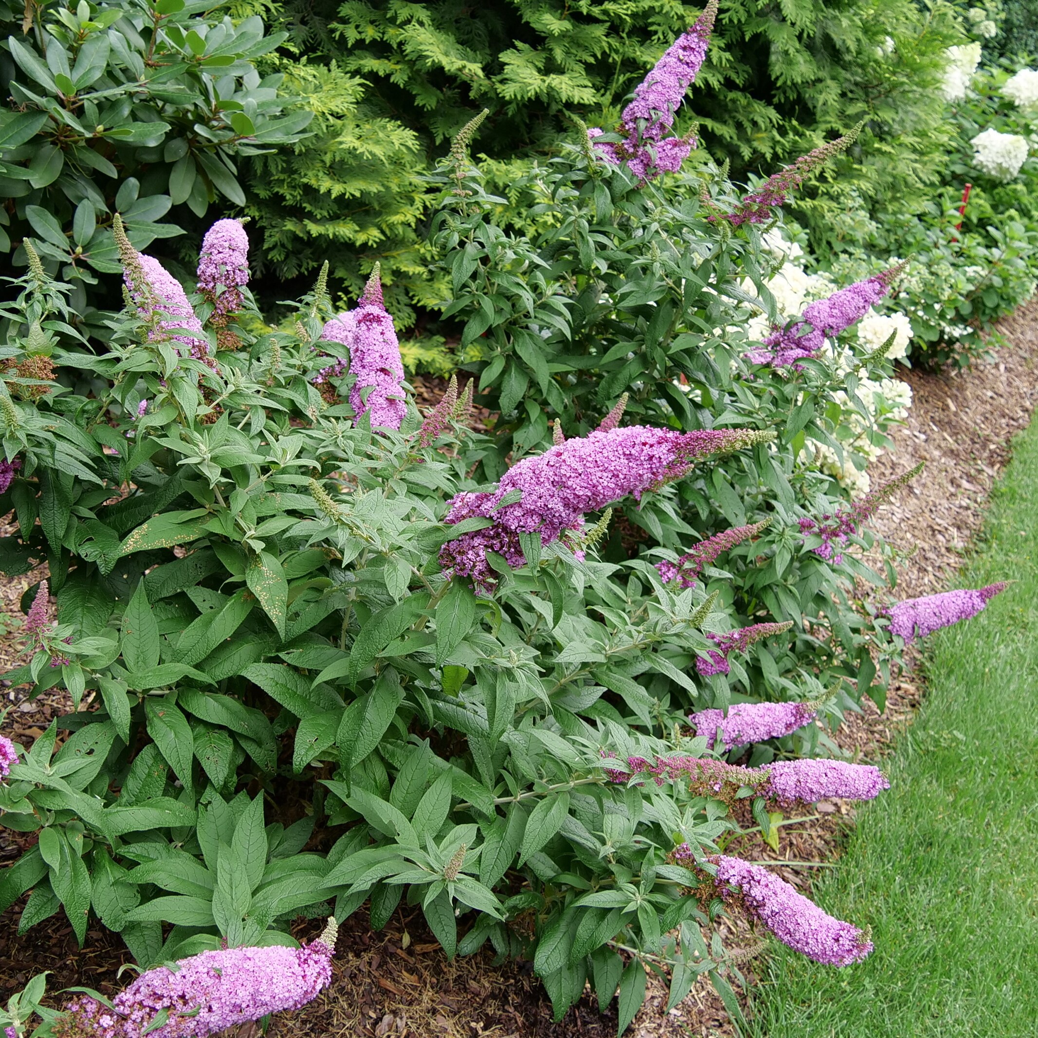 Proven Winners CARPRC1077800 shrubs - View #3