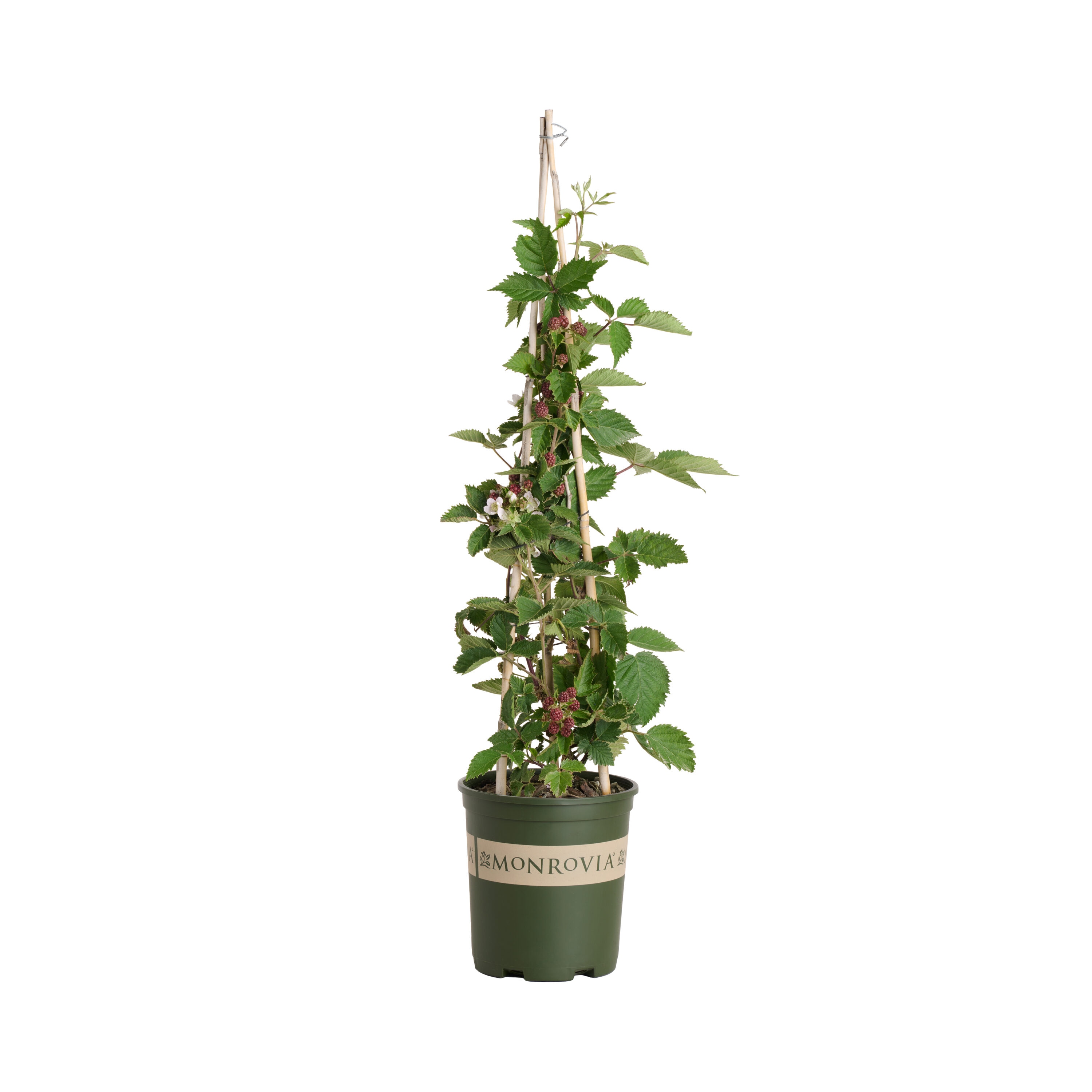 Monrovia - 2.6 -Quart Boysenberry "Thornless" Feature Shrub with White Blooms 1 -Pack