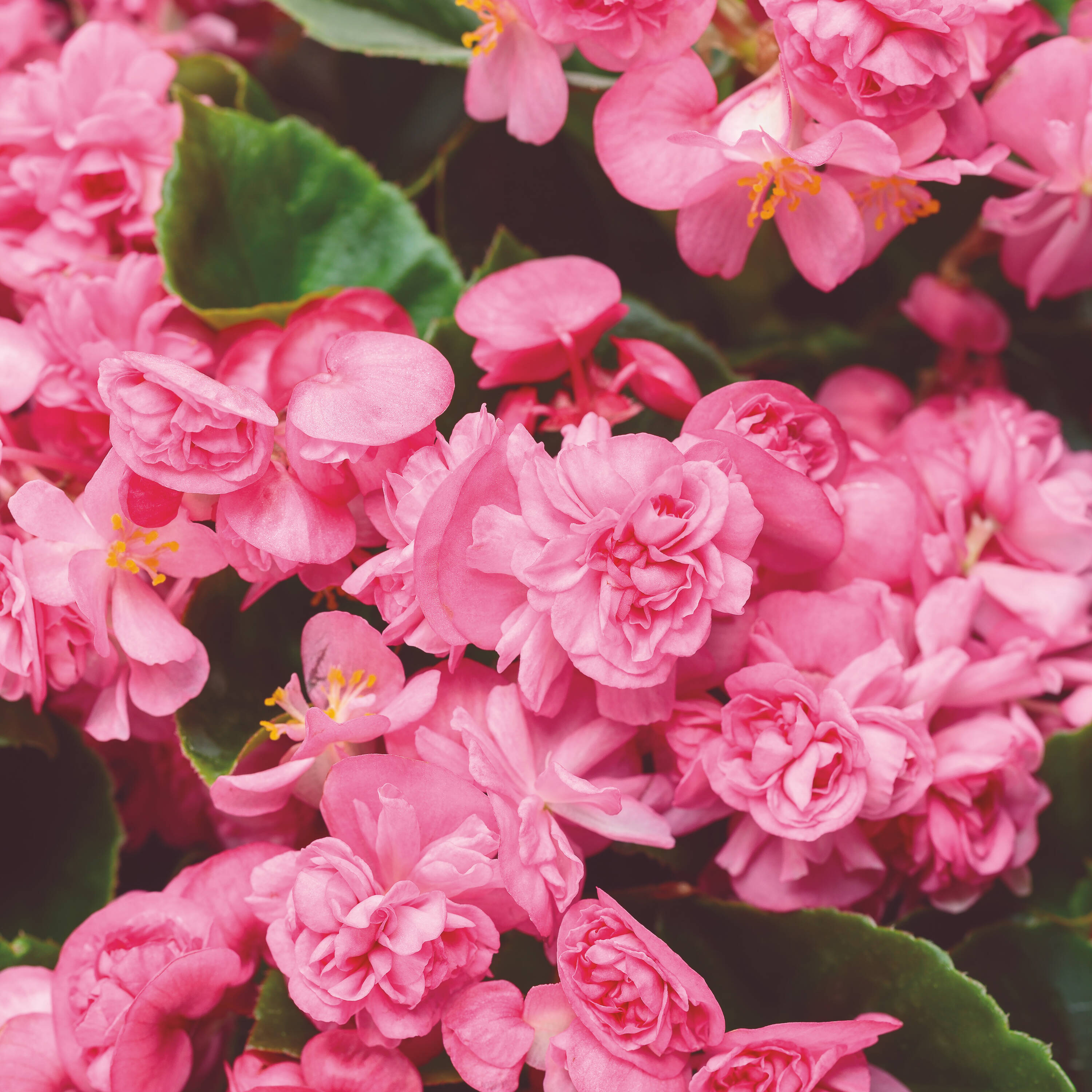 Proven Winners BETPRW2537504 Pink Begonia in 4.25-in Pot 4-Pack - 18-in x 14-in Tall and Wide at Maturity