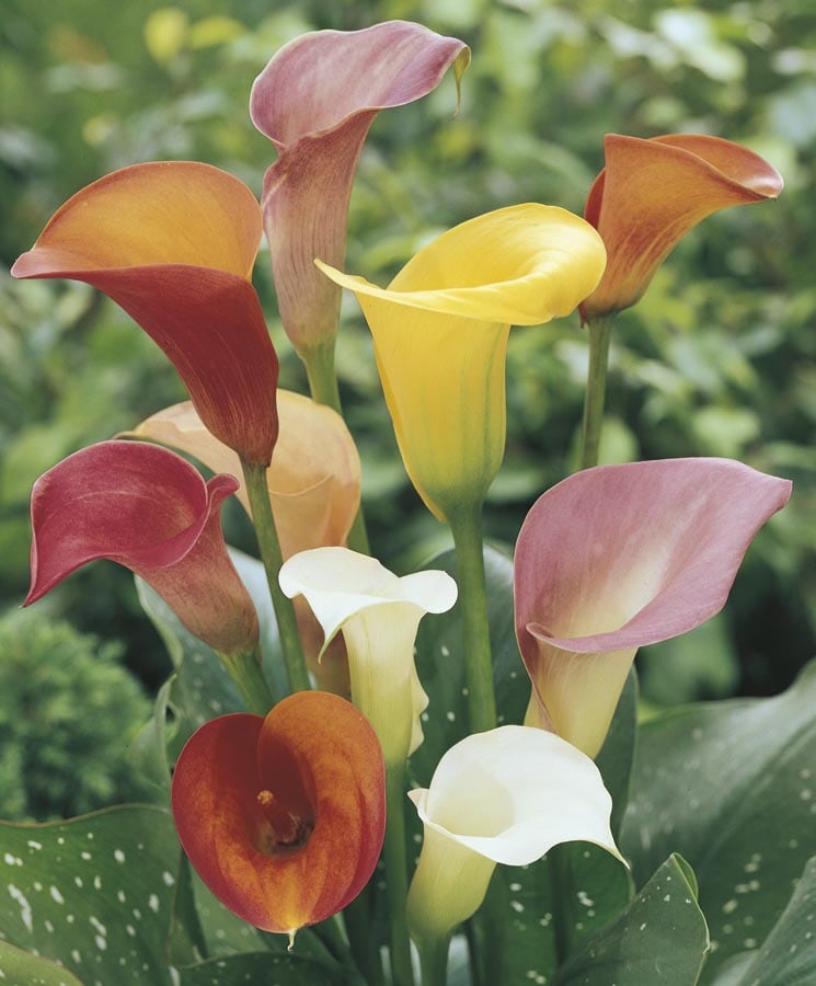 Lowe's NURSERY Mixed Calla Lily Plant in