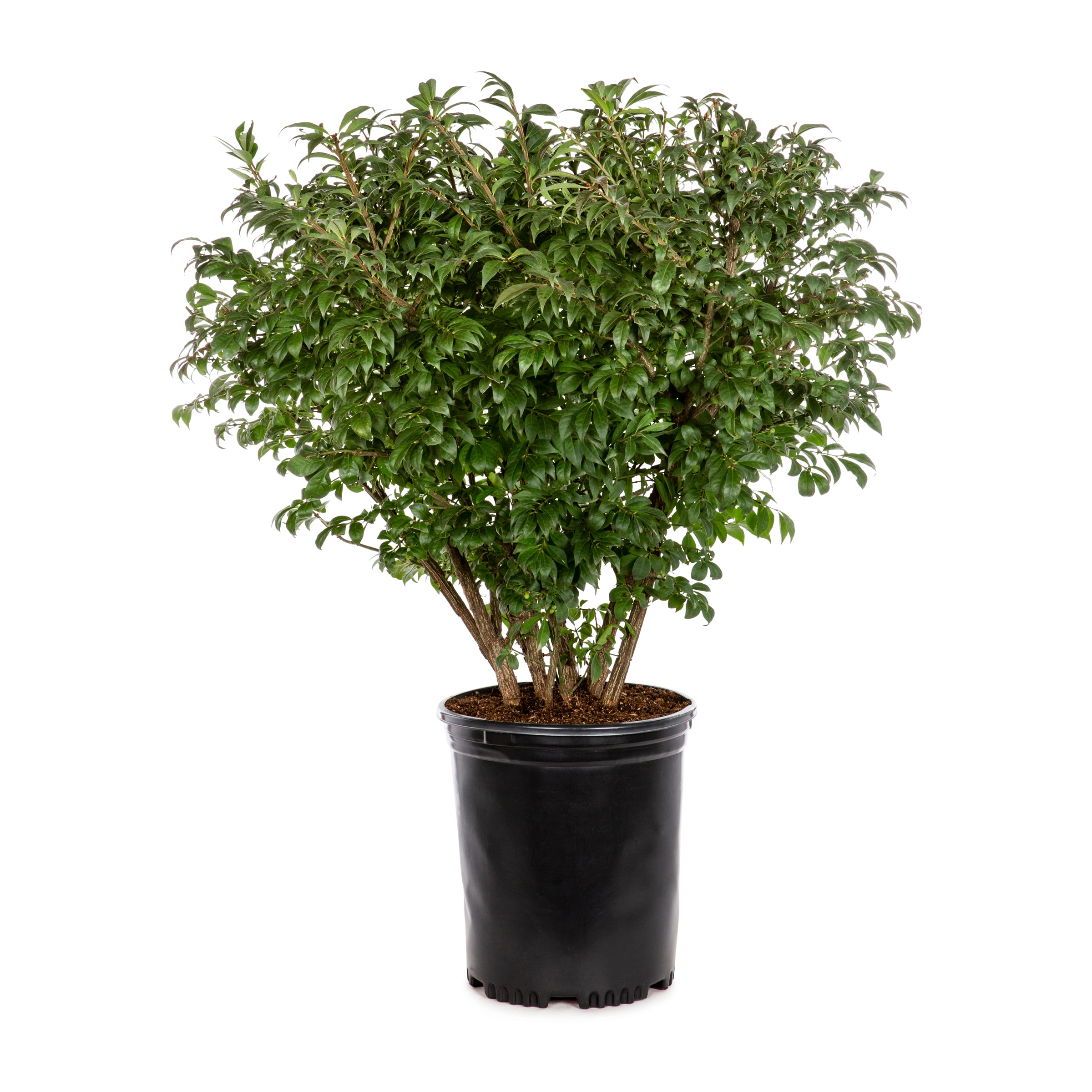 Lowe's NURSERY Burning Bush Foundation/Hedge Shrub in 9.16 -Gallon Pot 1 -Pack with Yellow Blooms