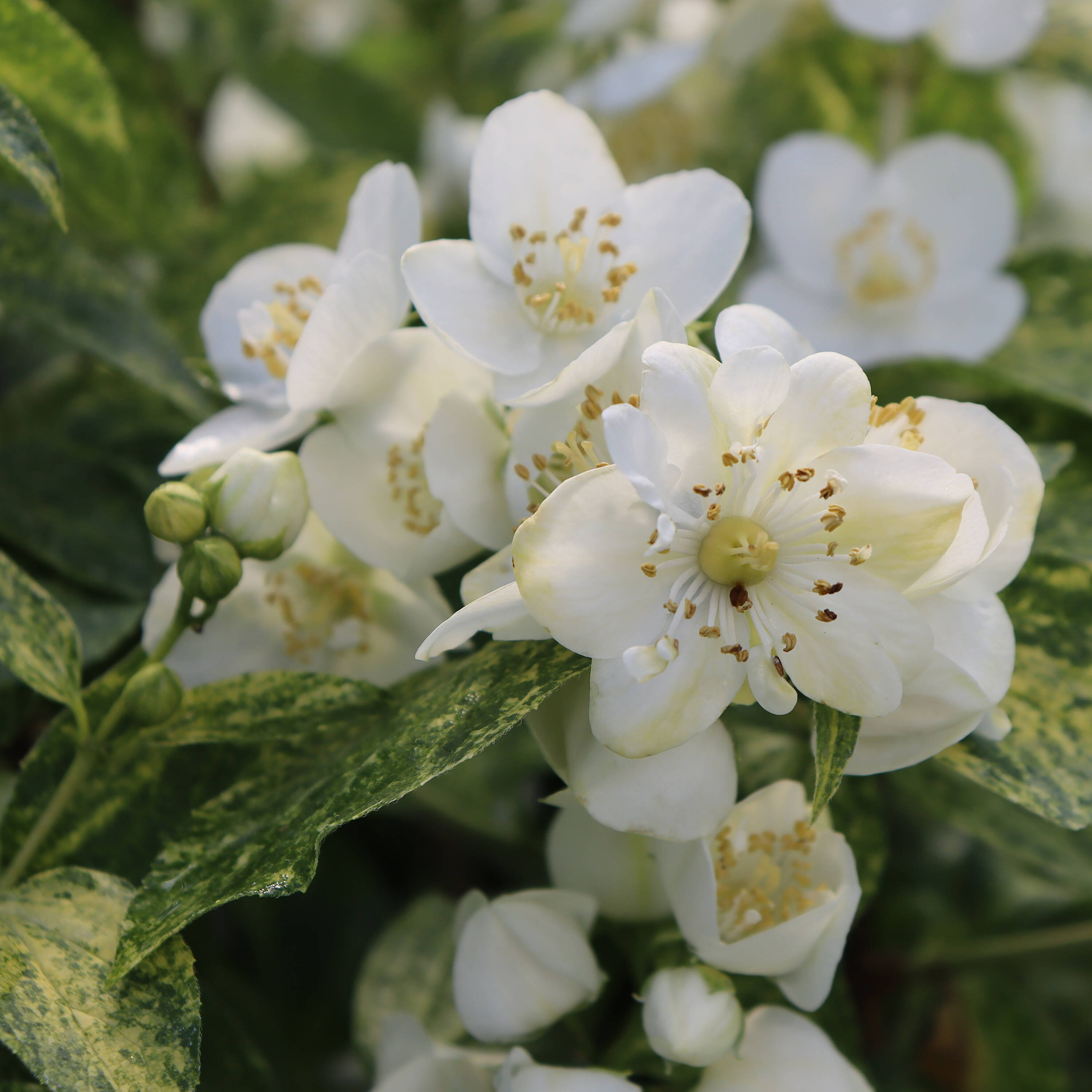 Illuminati Sparks Mock Orange (Philadelphus) Shrubs at Lowes.com