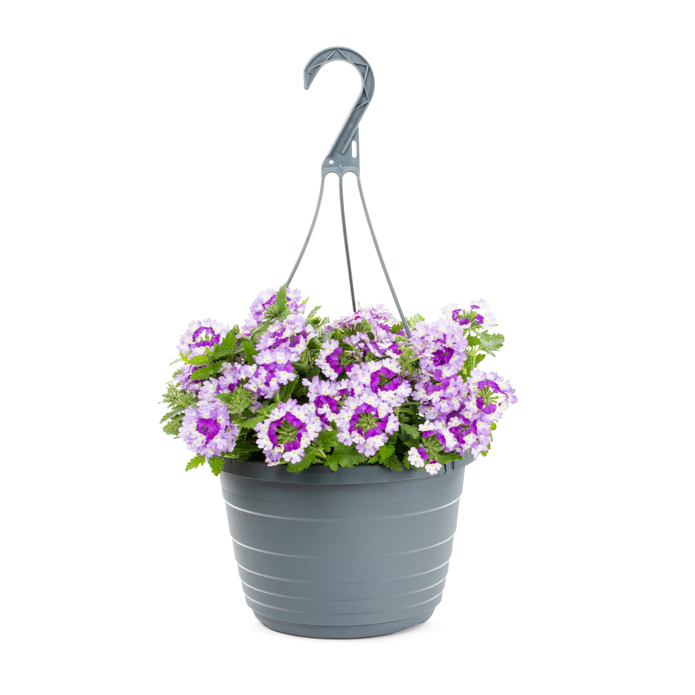 Lowe's Multicolor Verbena in 1.5-Gallons at Lowes.com