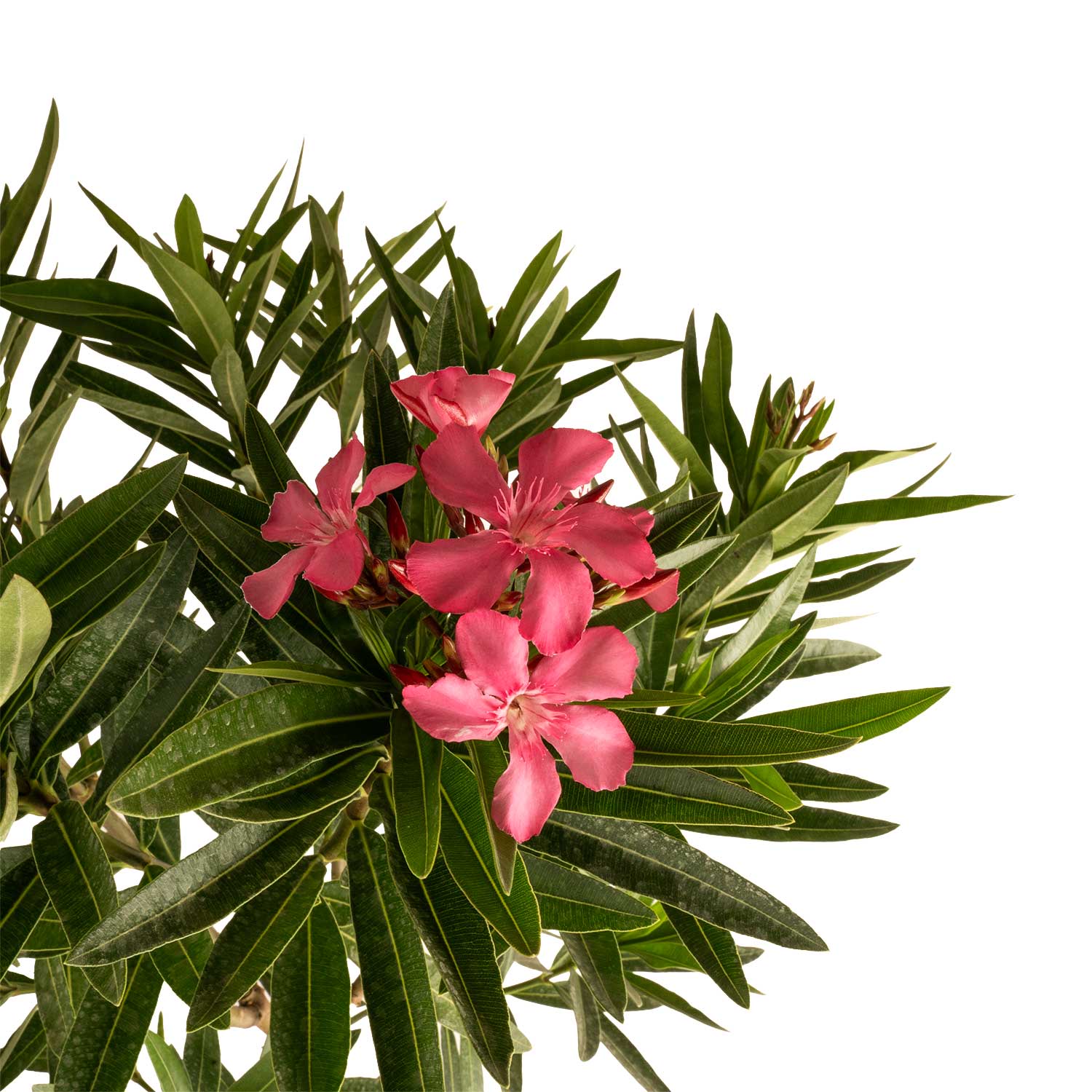 Costa Farms Multicolor Oleander Bush Flowering Shrub in 3-Gallon Pot in ...