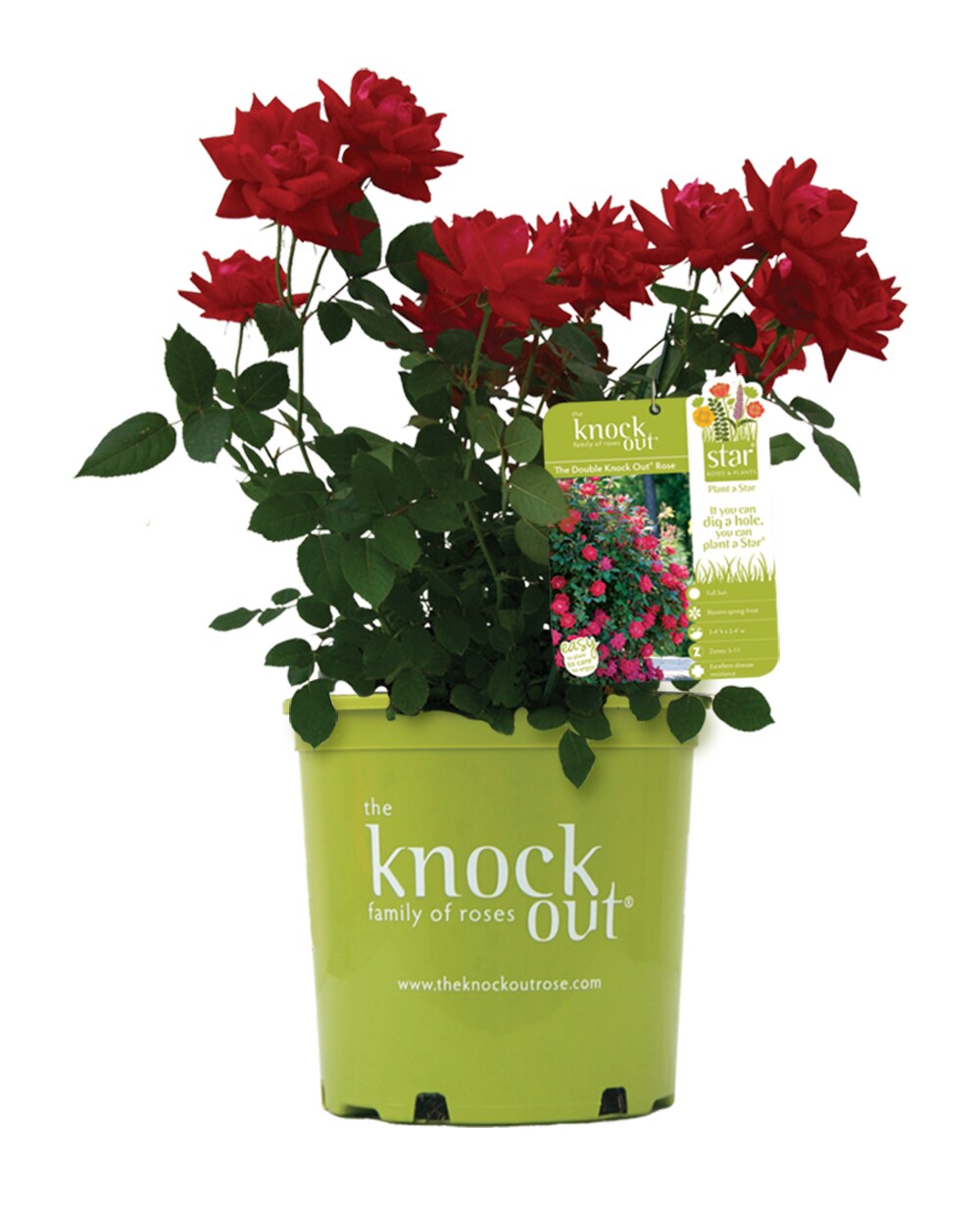 Red Double Knock Out Rose Red1 Pack in Pot in the Roses department at ...