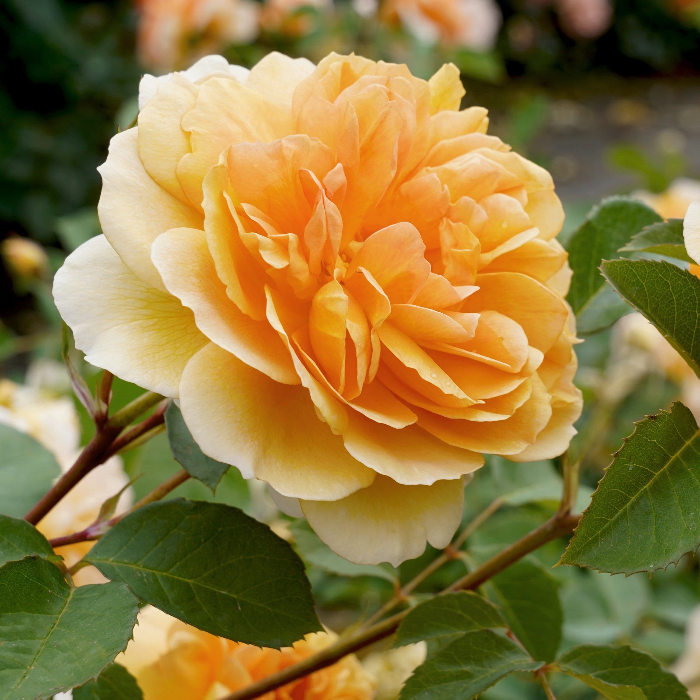 National Plant Network LW2166 Orange Easy Going Rose 2 -Pack 2 -Pack in Bare root