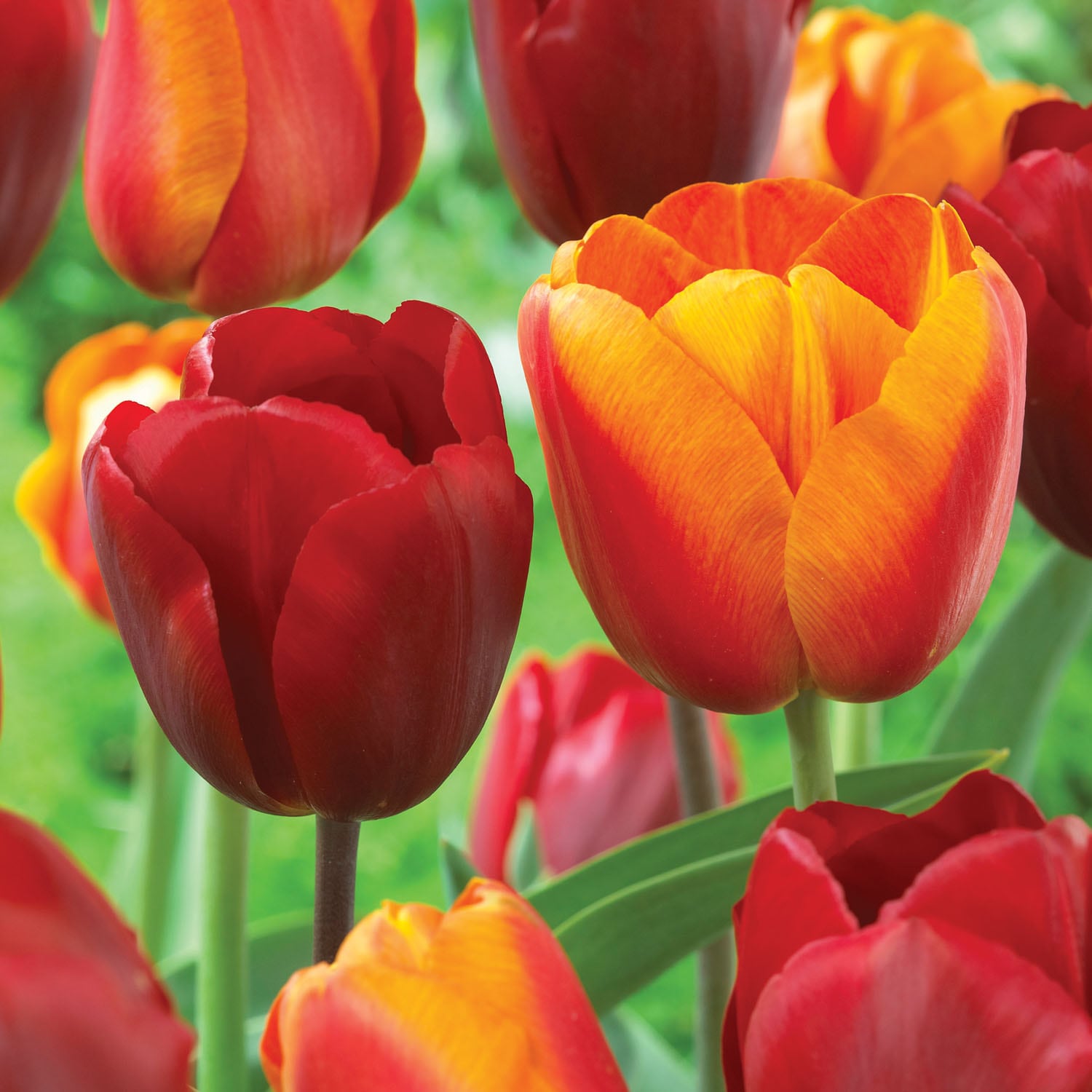 Garden State Bulb ECF-129-100-04 Multicolor Red and Orange Mix Darwin Hybrid Tulip Bulbs 100 Count