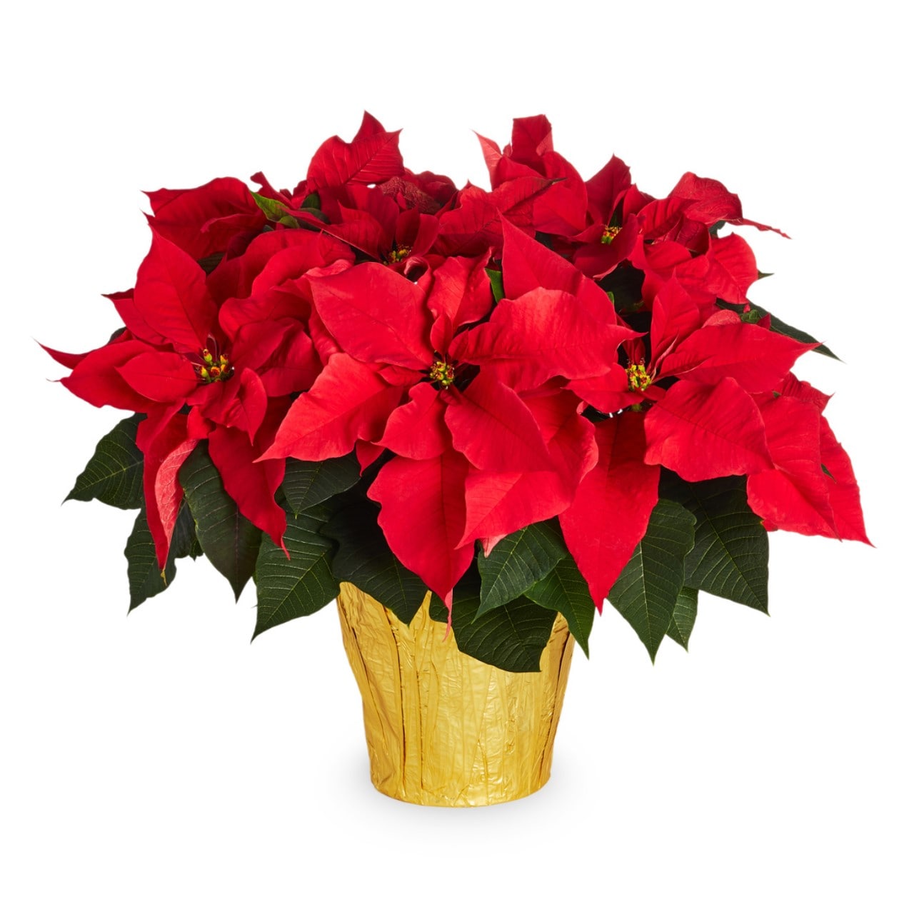 Oasis Red Poinsettia in 2-Quart Pot in the Annuals department at Lowes.com