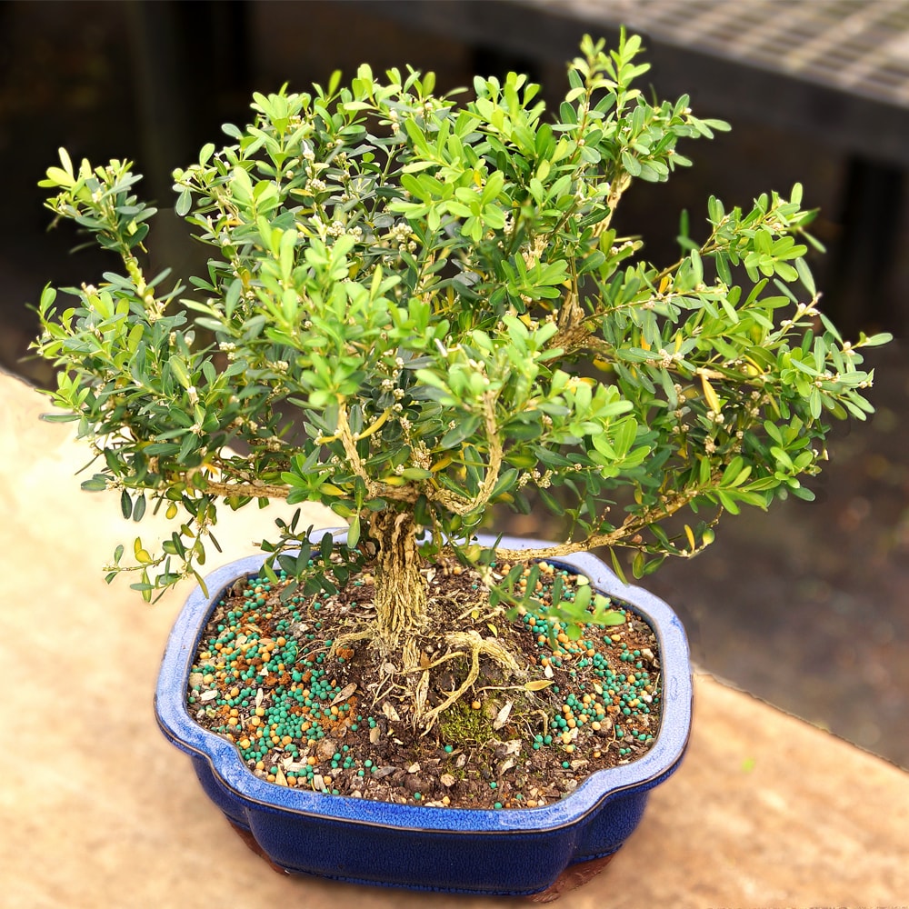 Brussel's Bonsai DT3513HB trees - View #5