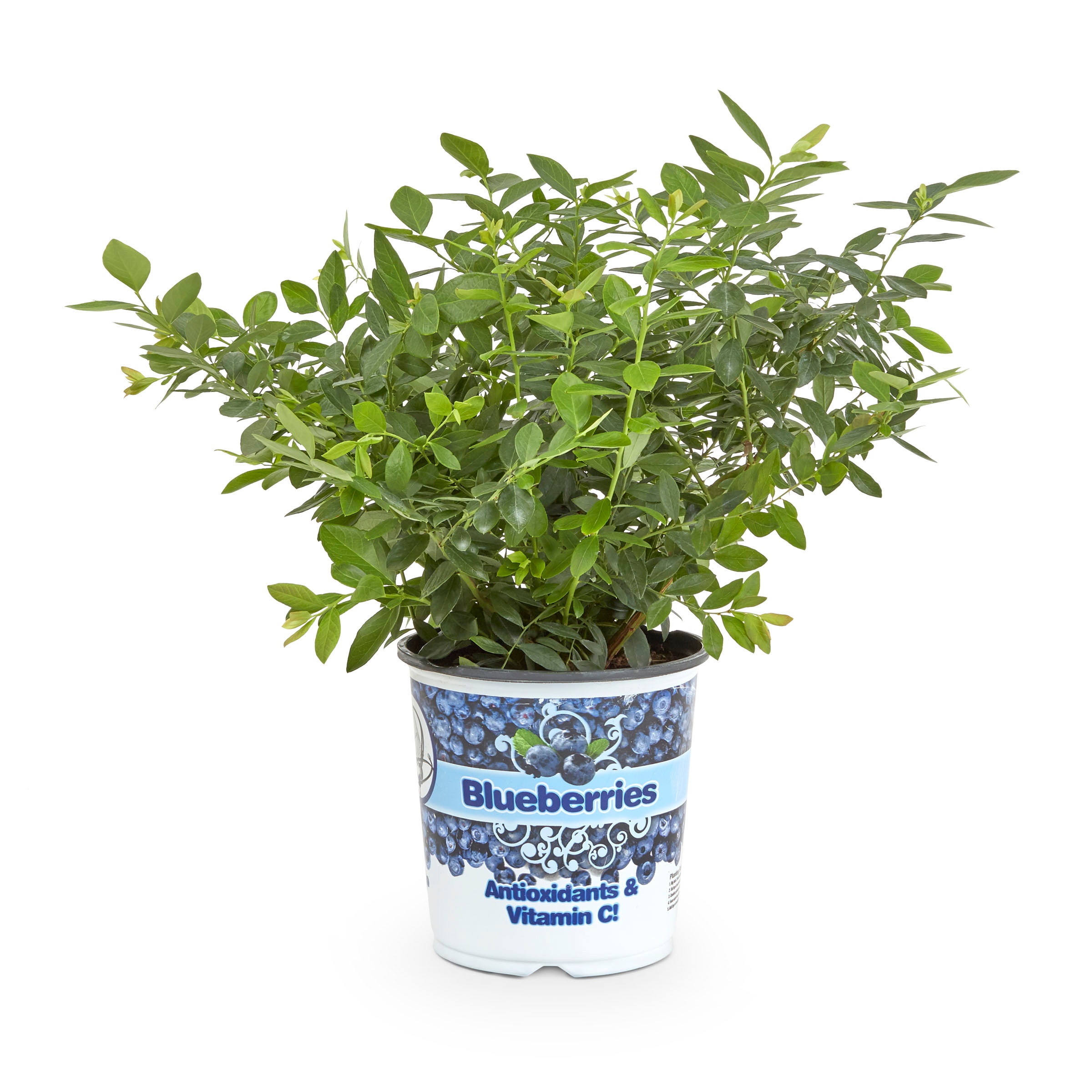 Lowe's Blueberry Shrubs at Lowes.com