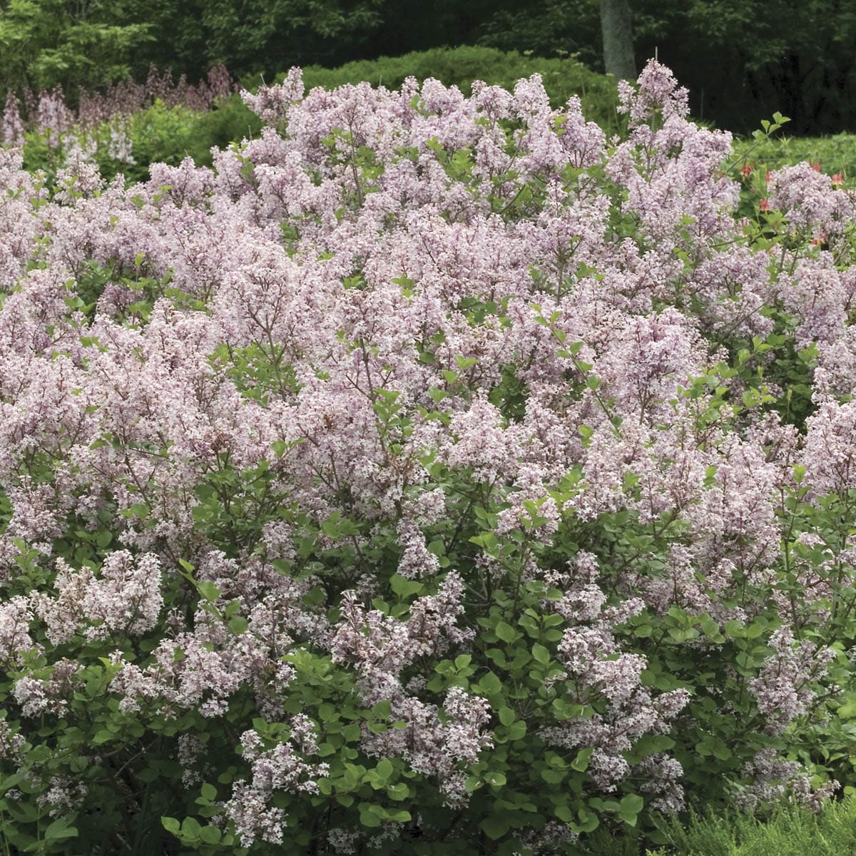 Gurney's Seed and Nursery Flowering Korean Dwarf Lilac Foundation/Hedge Shrub in 1 -Quart Pot with Lavender Blooms