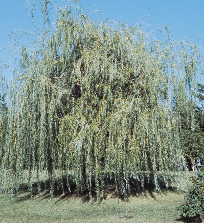 Willow Trees at