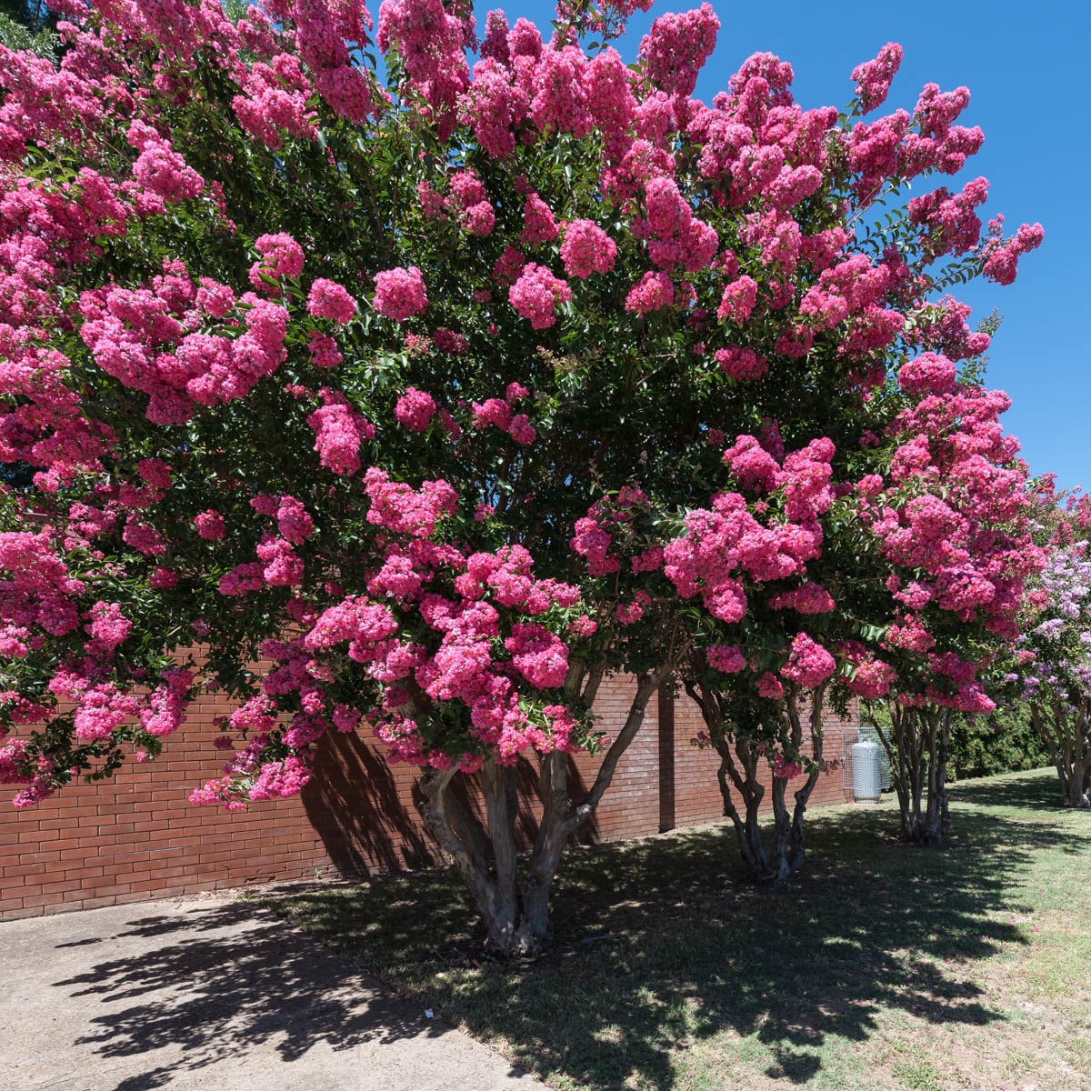 Flowering Catawba Crape Myrtle Shrubs At