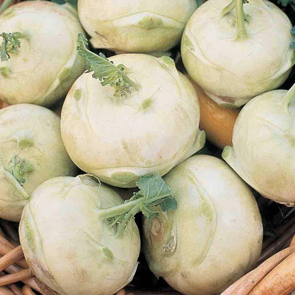 Ferry-Morse LC25.7372 Vegetable-Herb-Seeds - View #3