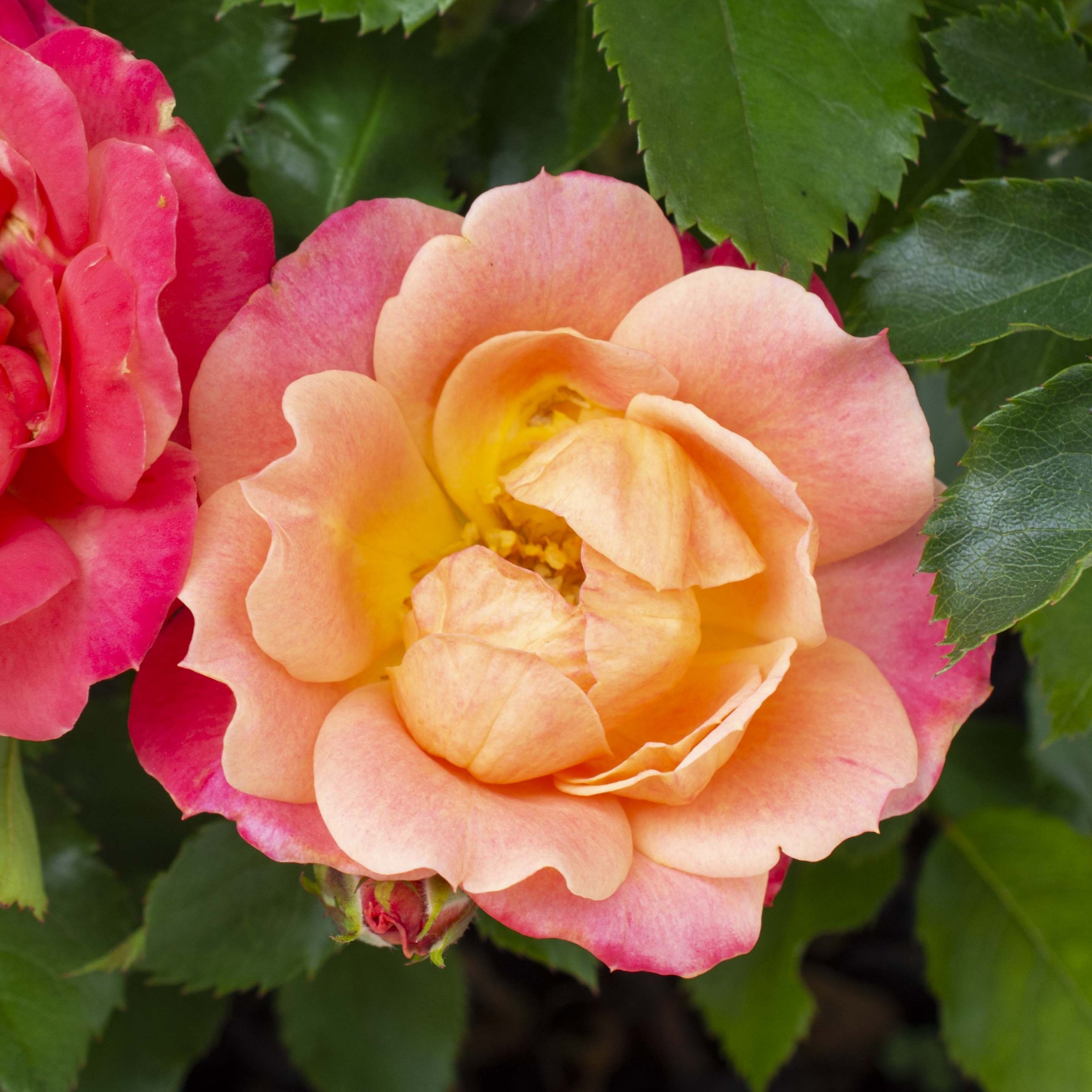 National Plant Network LW1795 roses - View #5