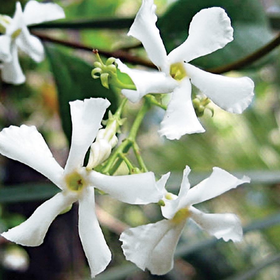 Lowe's NURSERY Confederate/Star Jasmine L3067