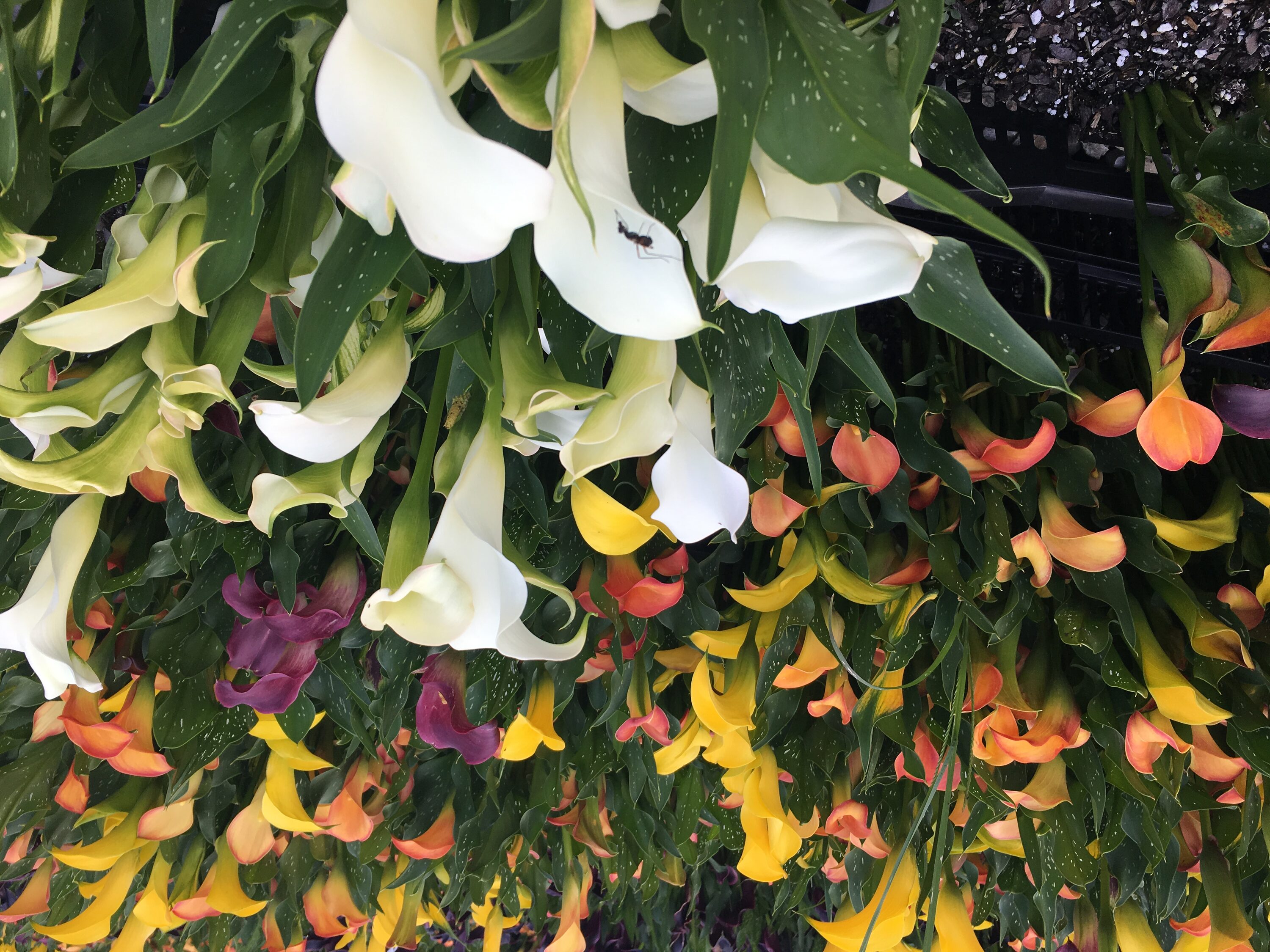 Daylily Nursery 21668 Multicolor Calla Lily (mixed) Bulbs 5 -Pack