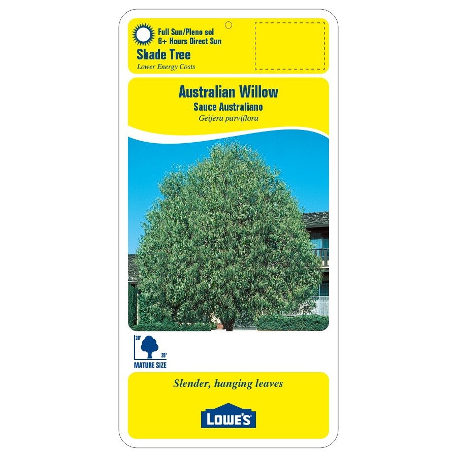 Lowe's NURSERY trees - View #2