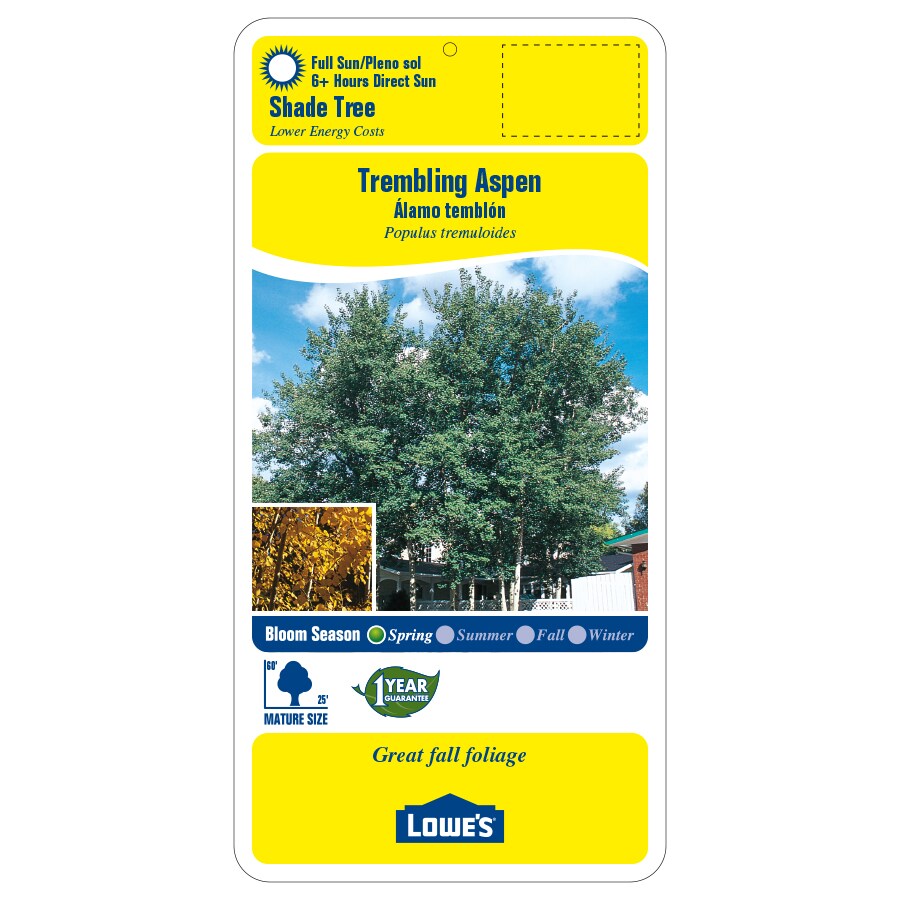 NURSERY trees - View #3