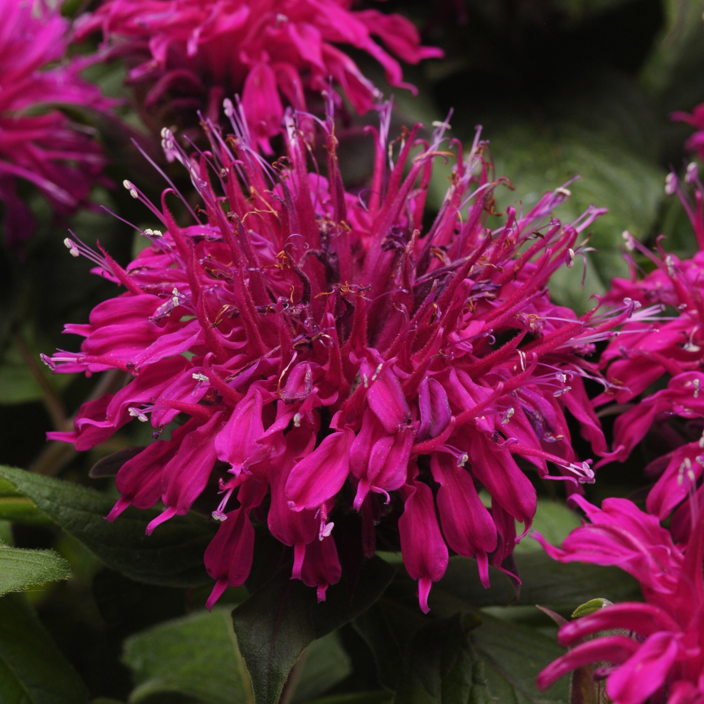 National Plant Network LW1581 perennials - View #8