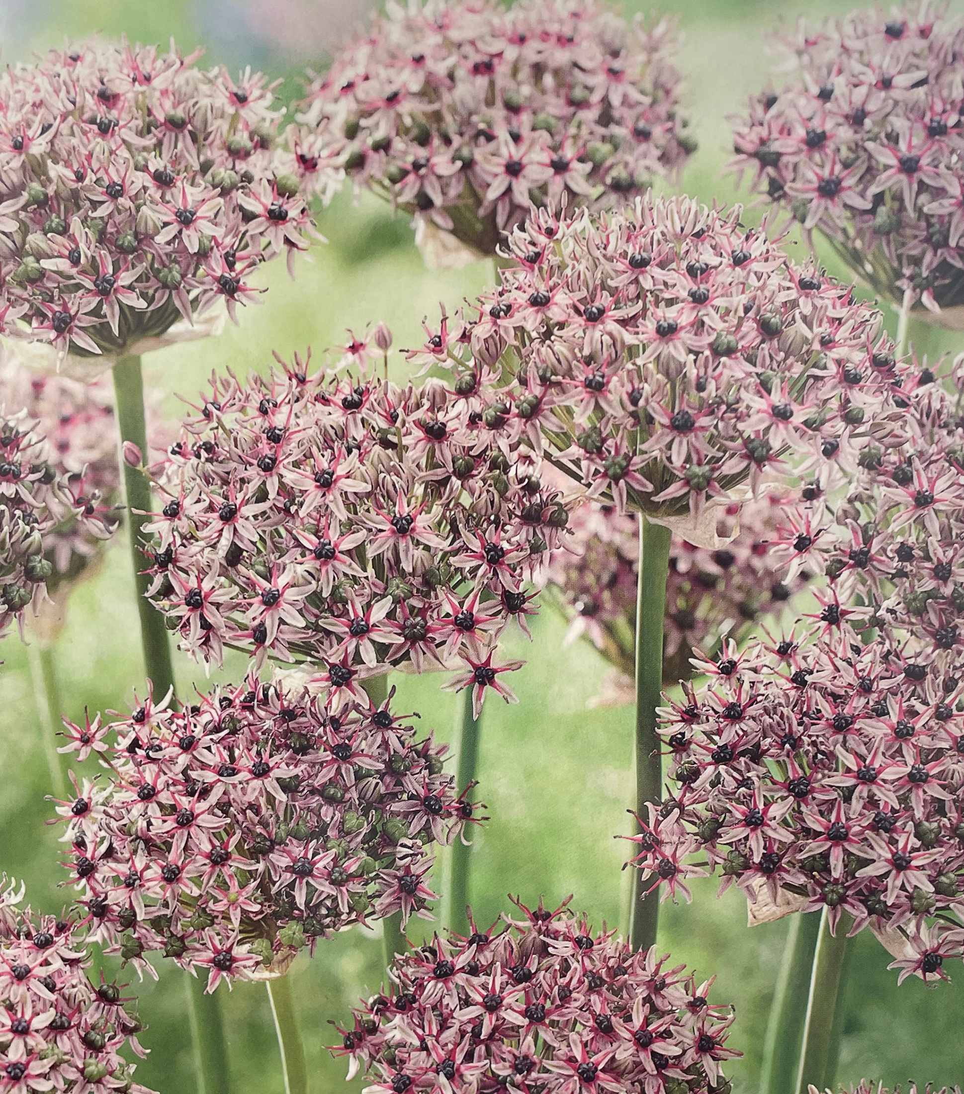 Hirt's Gardens DV46671 Starlight Flowering Ornamental Onion Allium 5 Bulbs - 10/12 cm - New