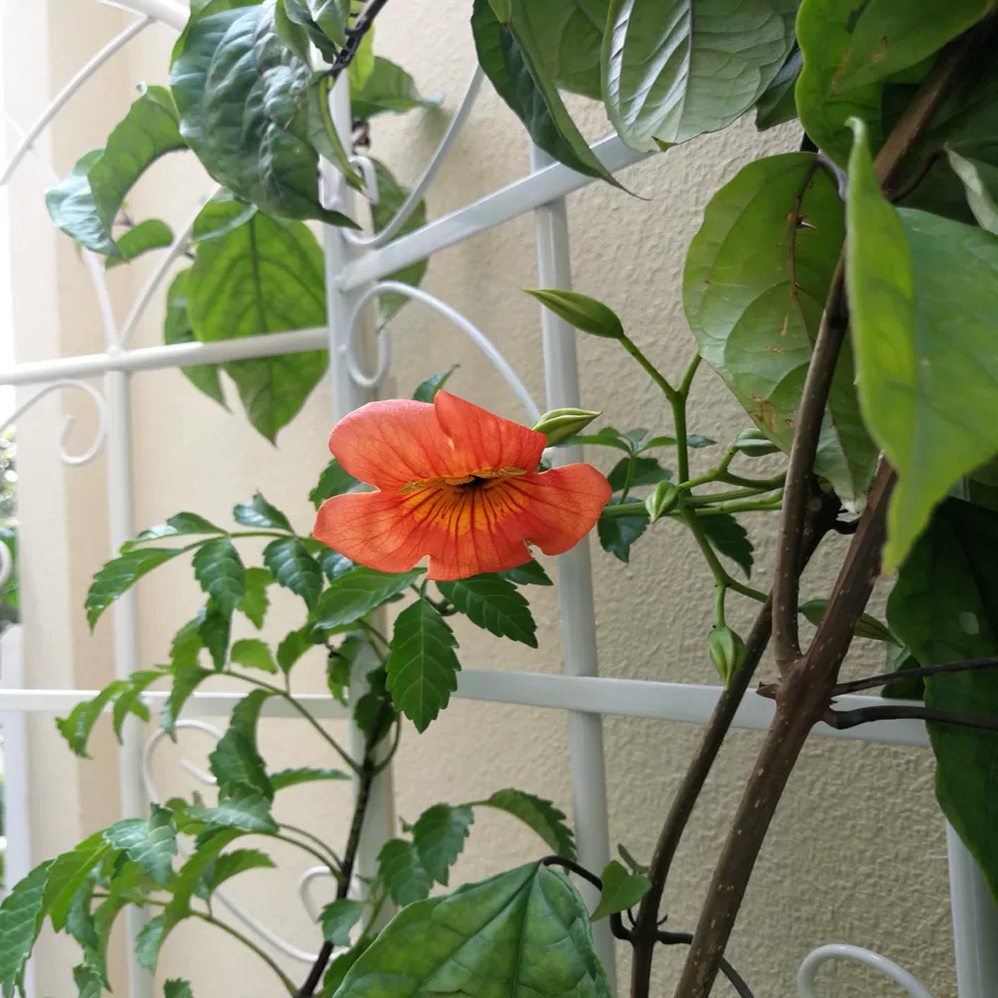 Damerin ZLY-09F Garden-Trellis - View #6