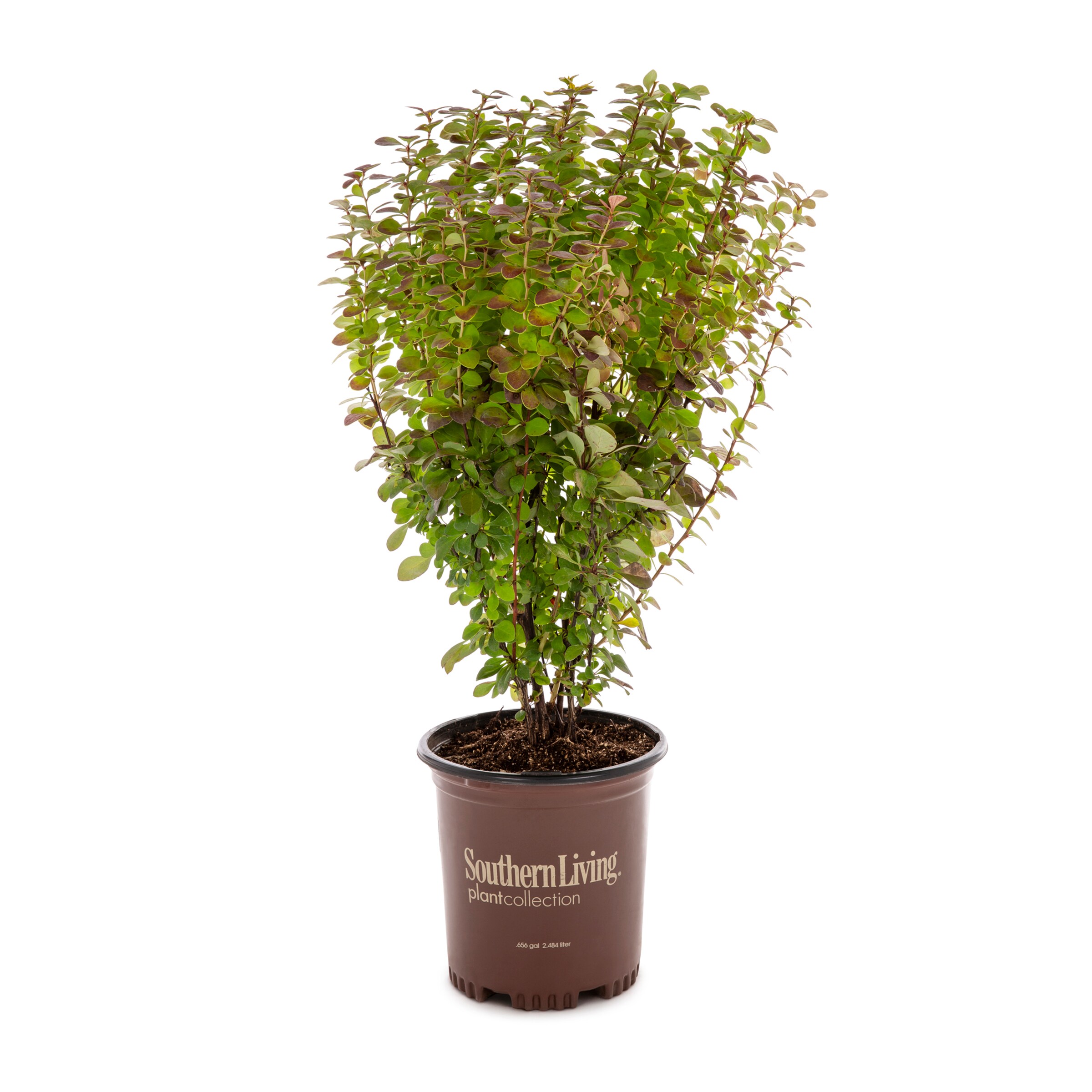 Lowe's Orange Rocket Barberry Accent Shrub in 2.5-Quart Pot at Lowes.com