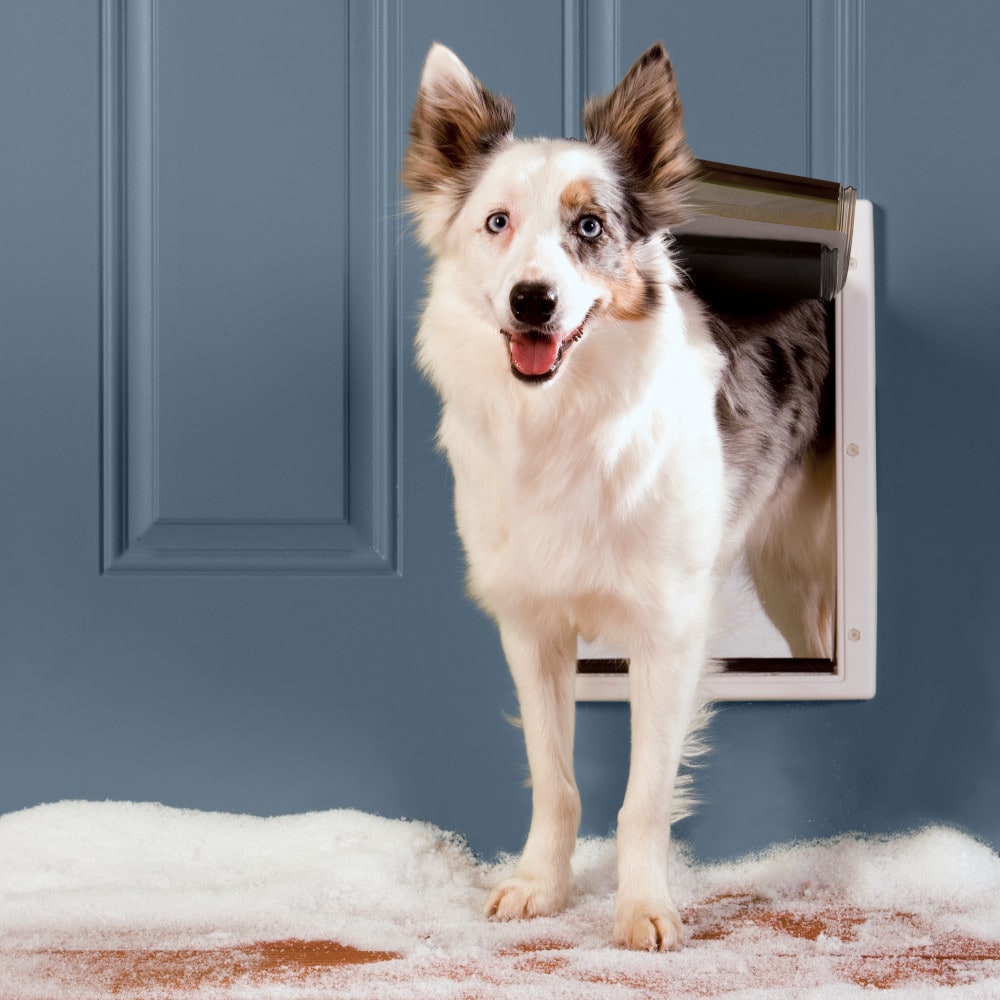 PetSafe 10 1 2 in x 15 in White Plastic Medium Door for Wall at Lowes