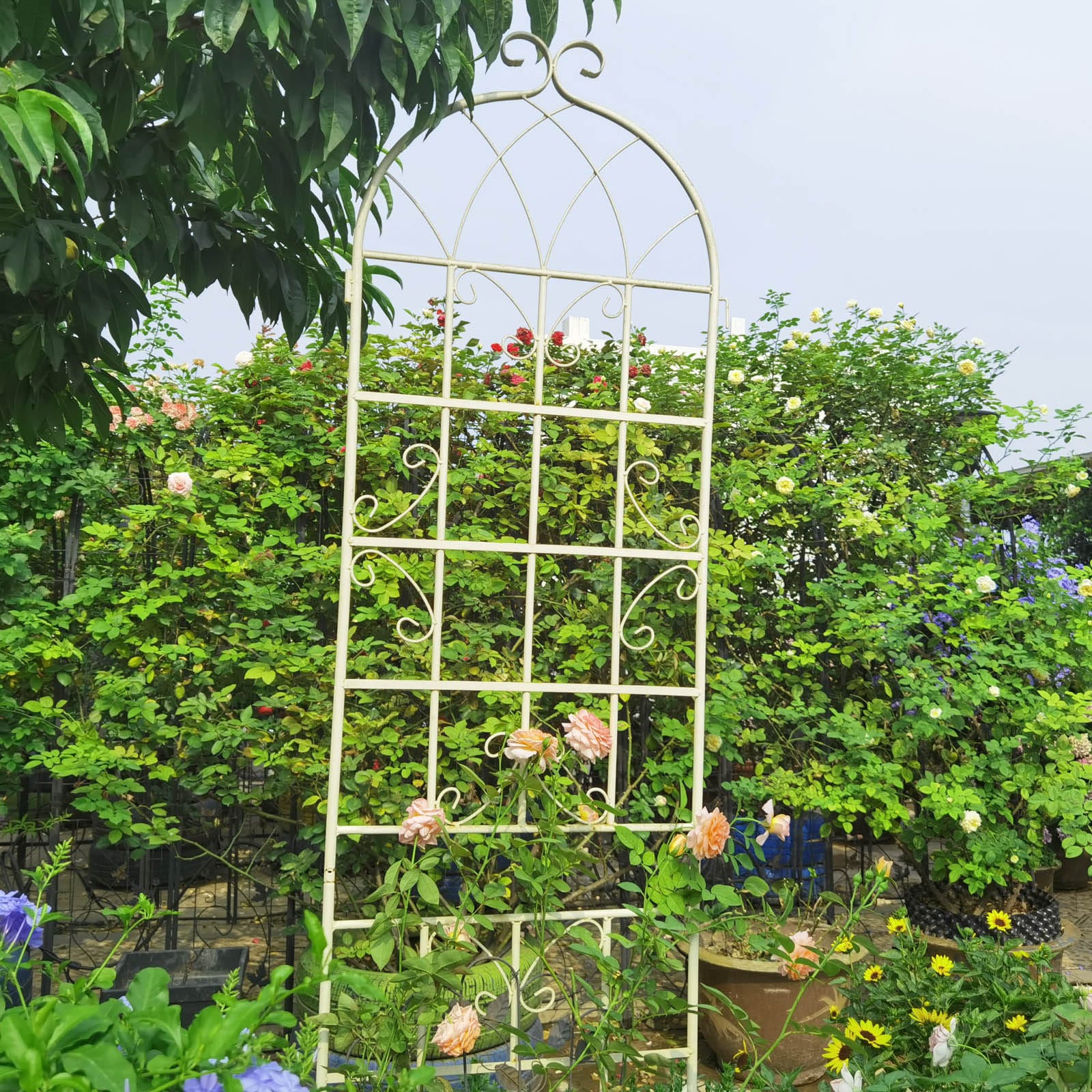 AHIOU HOME ZAAHG-134247GT Garden-Trellis - View #8