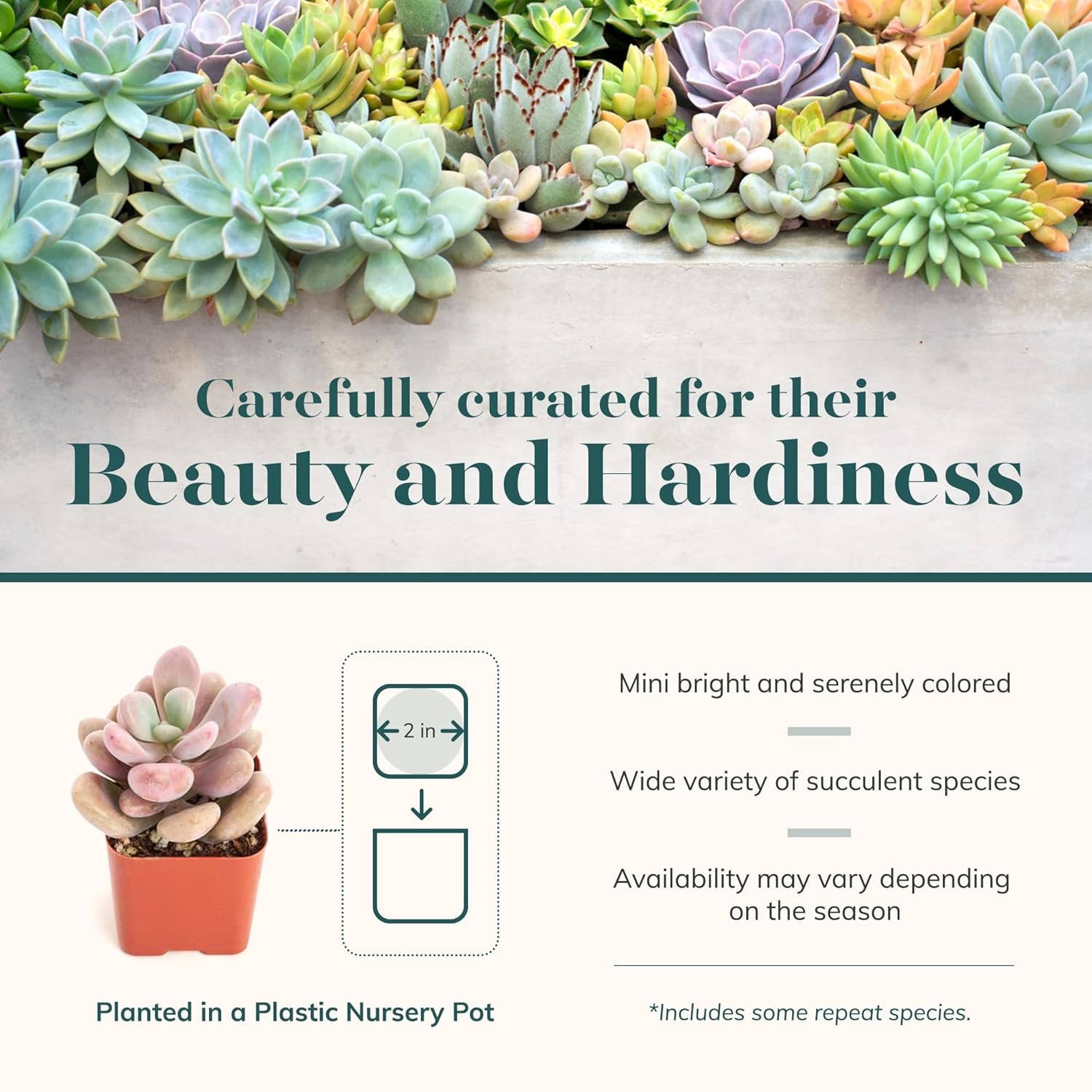 Shop Succulents Pastel Succulent Plant Pack Collection Live Mini Succulent  Plants Low Maintenance Bright Serene Colors Textures Wedding and Party  Favors Gift Garden Pack of 40 in the Succulents department at Lowes.com