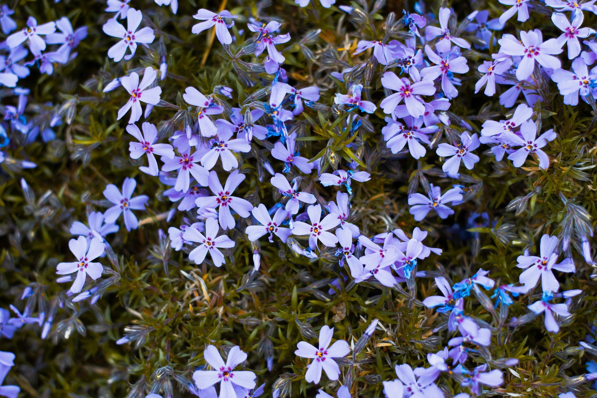  1144 perennials - View #3