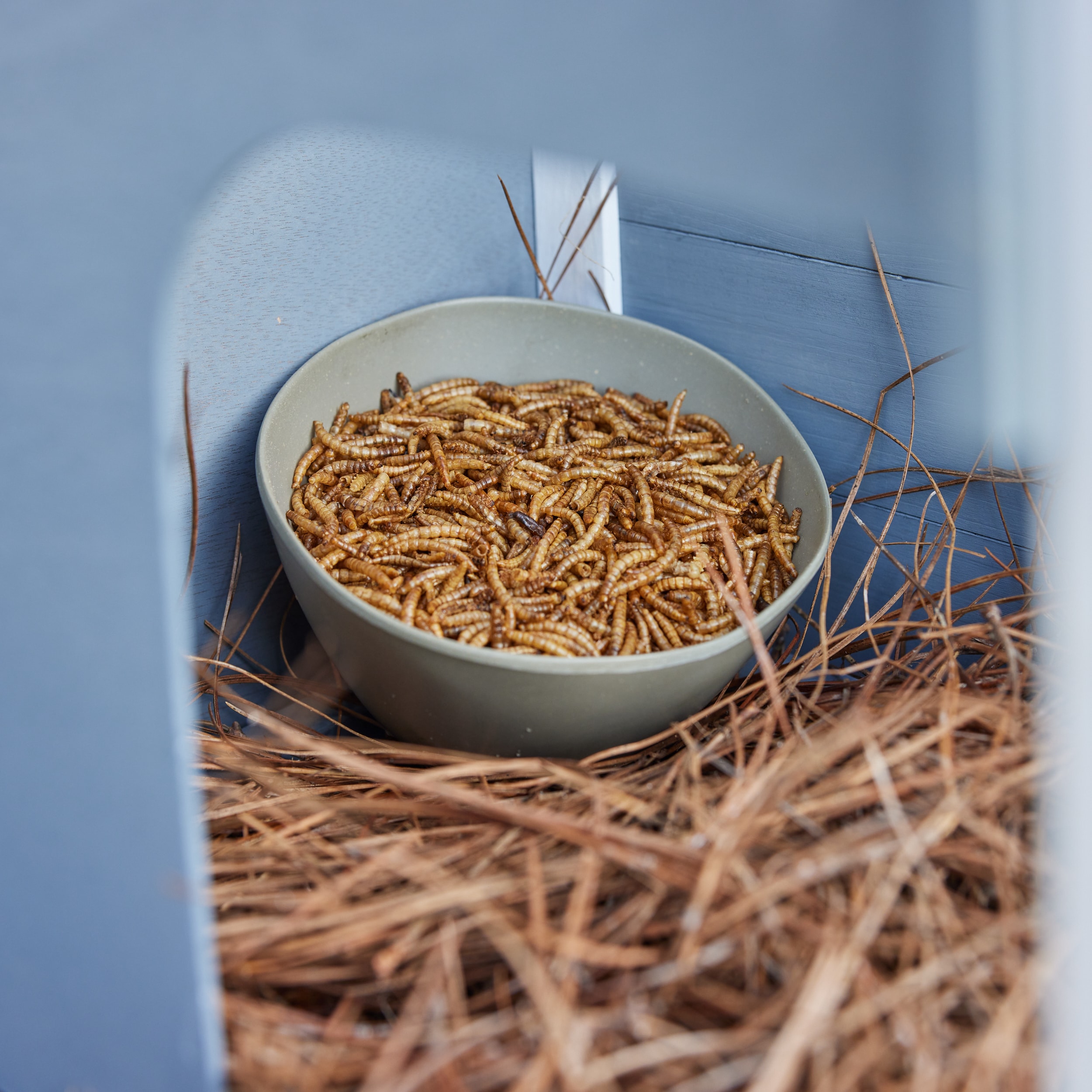 Pecking Order 009351 Poultry-Feed - View #6