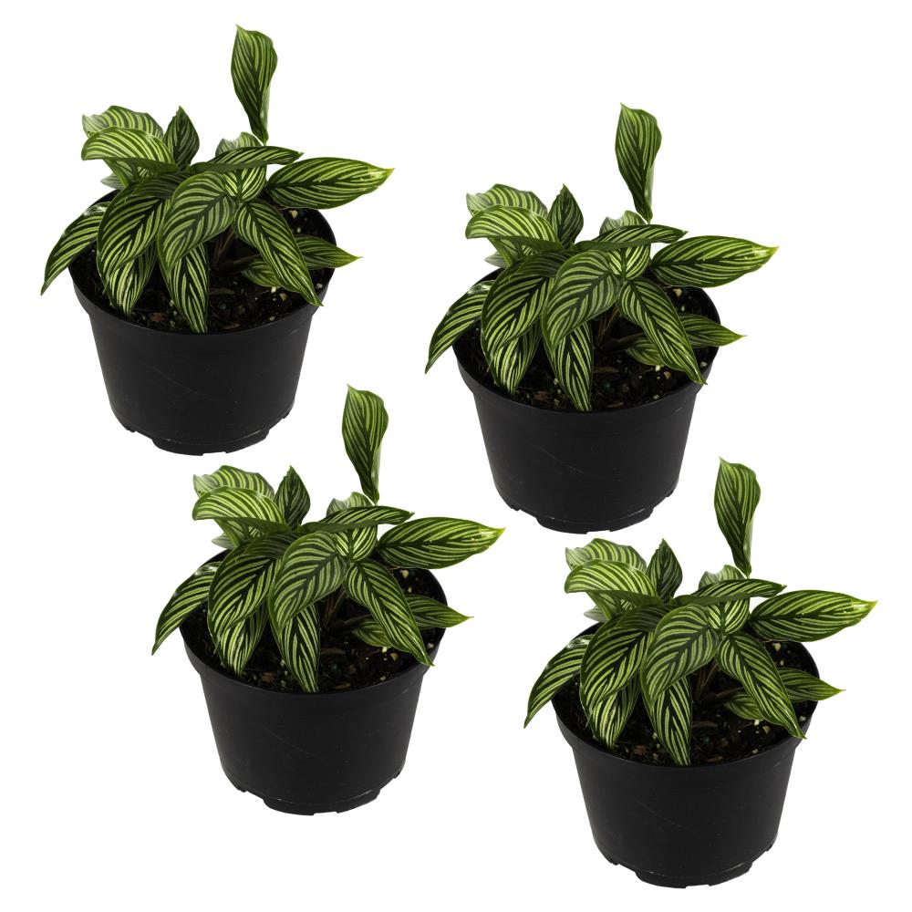 TropicalPlants.com ANCCALVIT4PK06 6-in 4-Pack Mixed Calathea in Plastic