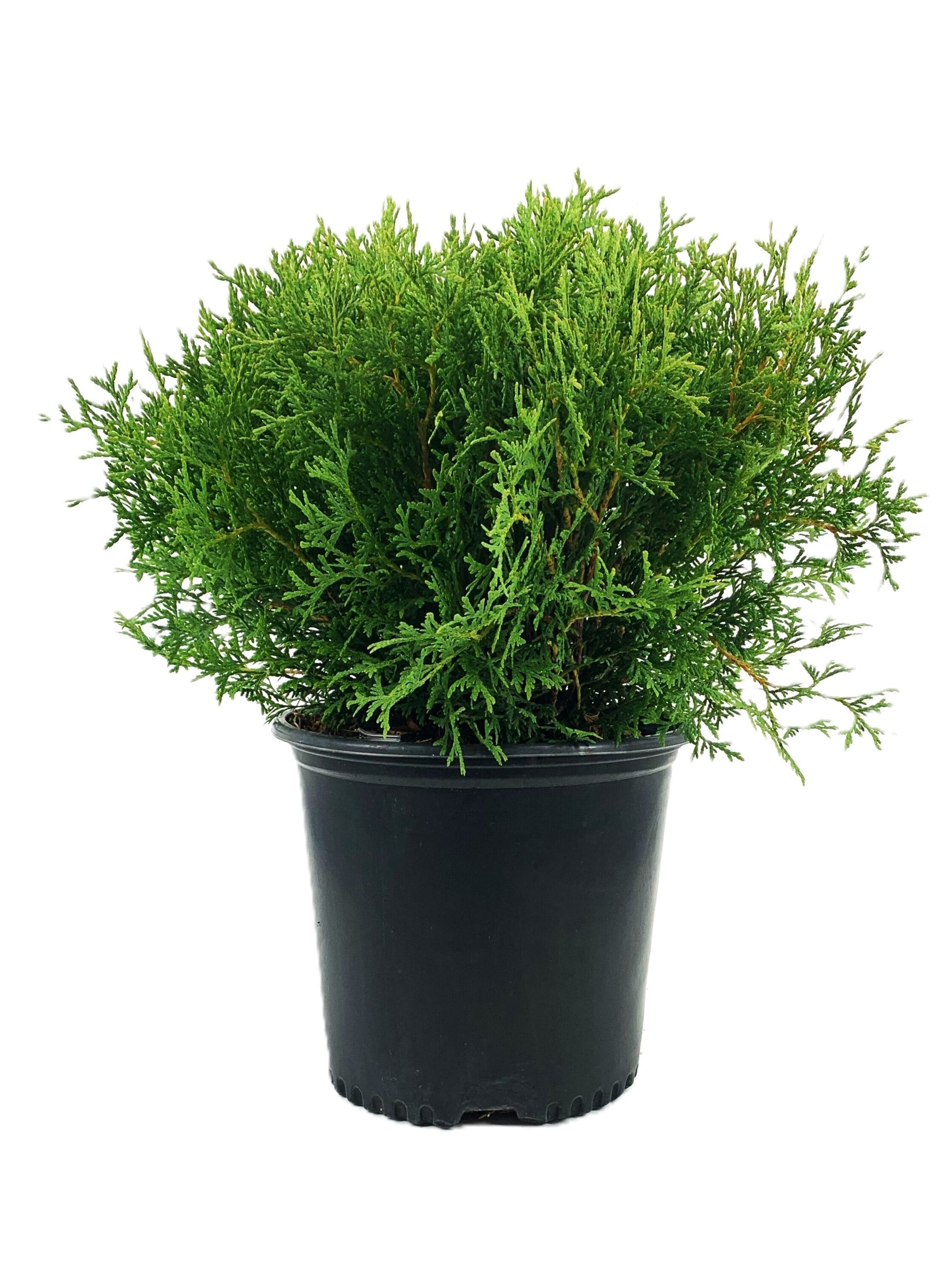 Hetz Midget Arborvitae Accent Shrub in 2.25-Gallon Pot in the Shrubs ...