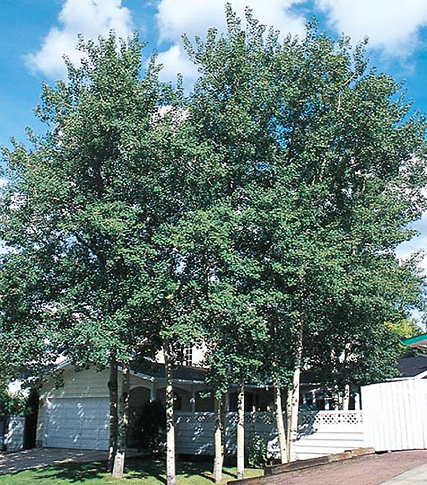  NURSERY 3.25-Gallon Shade Tree Trembling Aspen In Pot (With Soil)