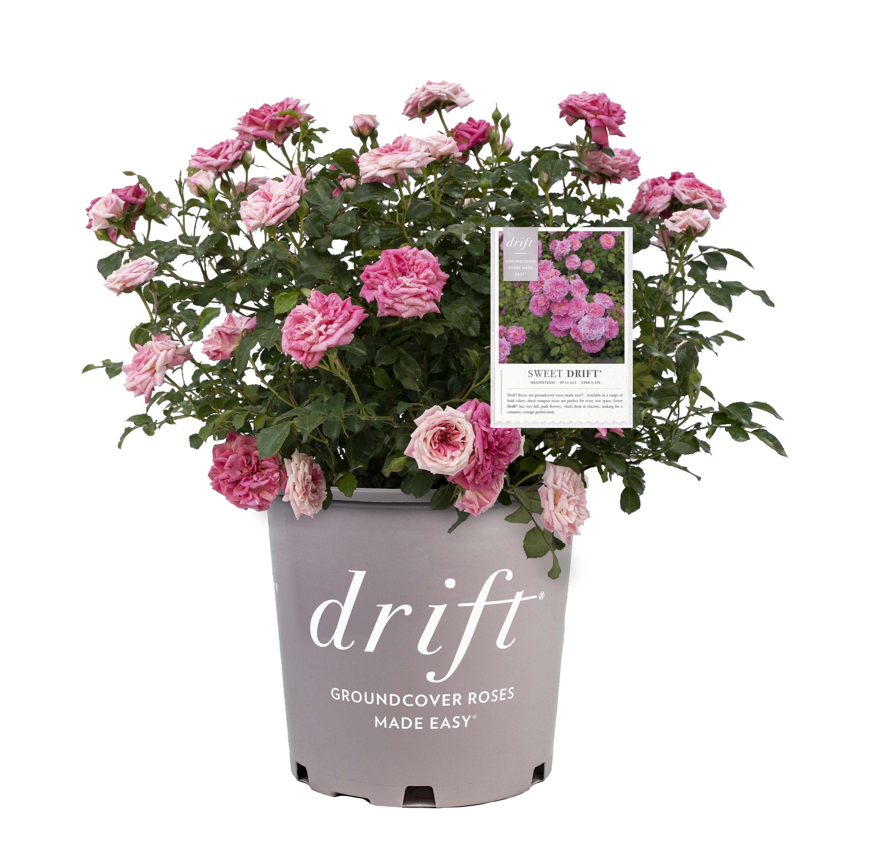 Lowe's 62462 2.00-GAL ROSE SWEET DR