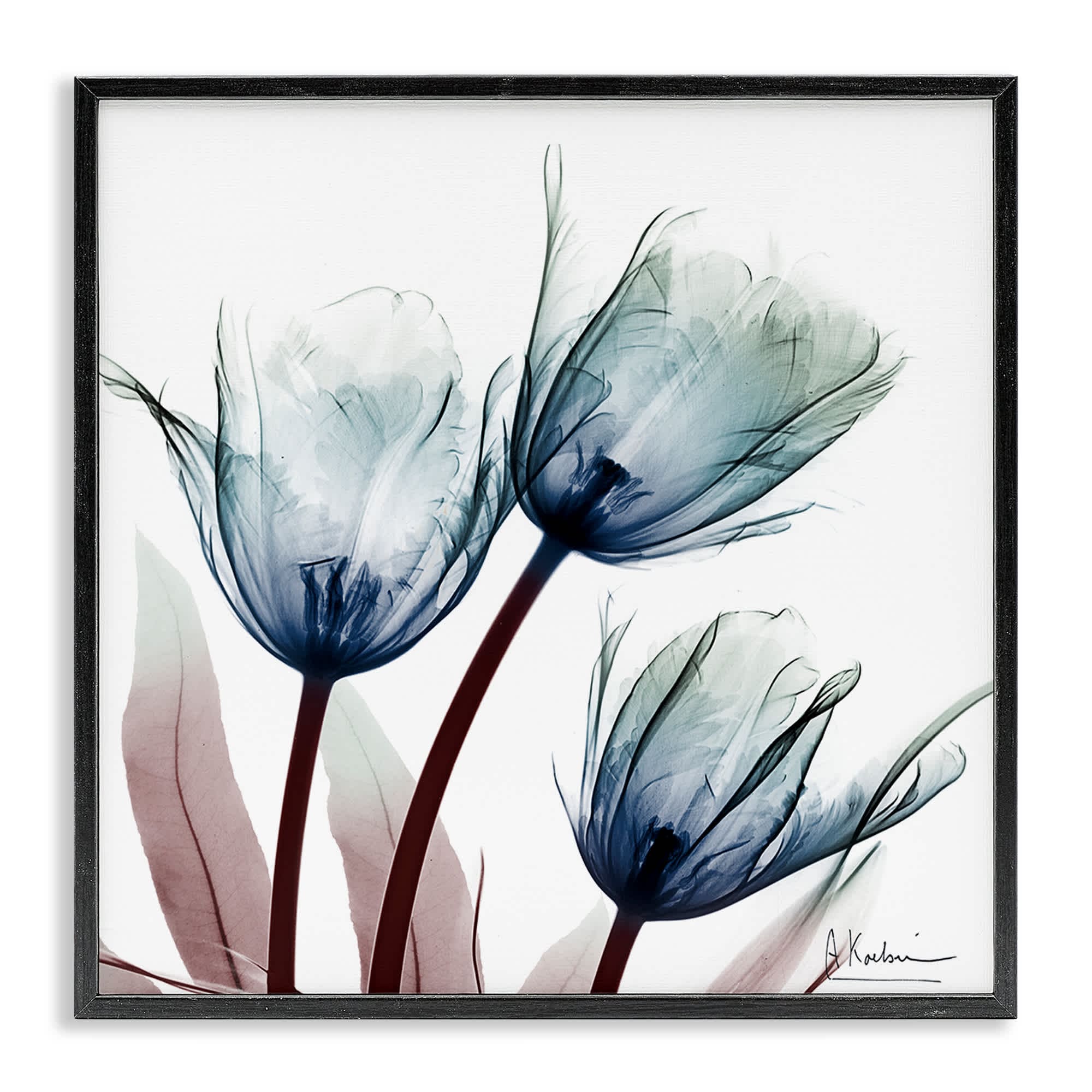 Stupell Industries BS-026-FR-24X24 Translucent Tulip Bulbs Framed Giclee design by Albert Koetsier