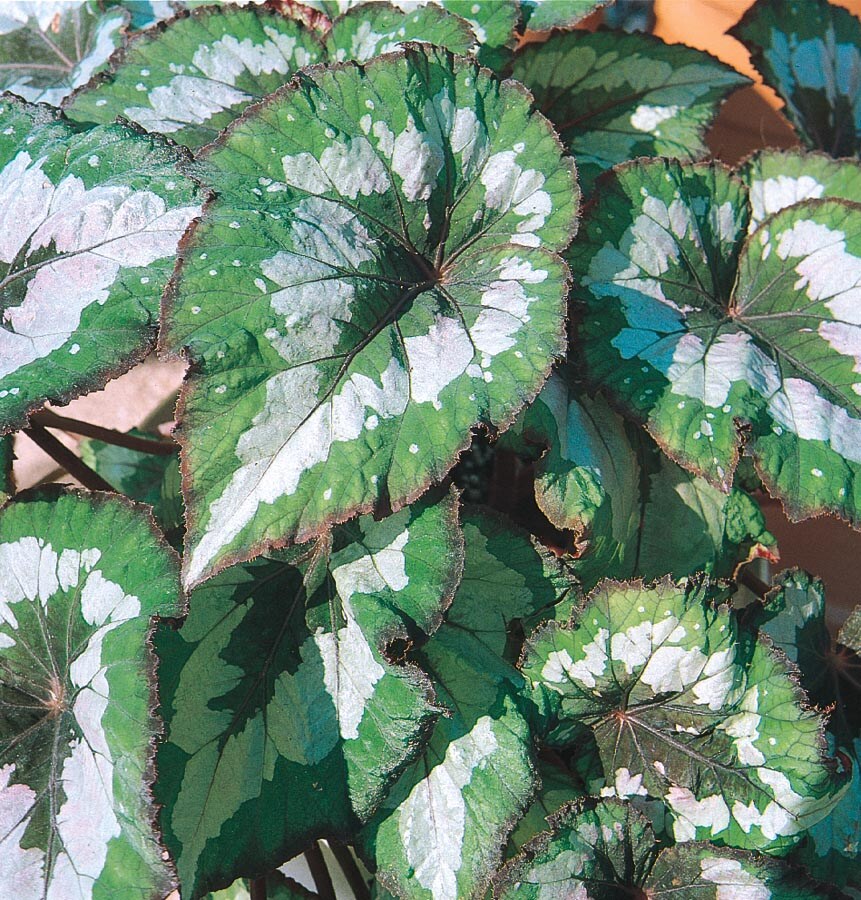 Rex Begonia in 1-Pint at 