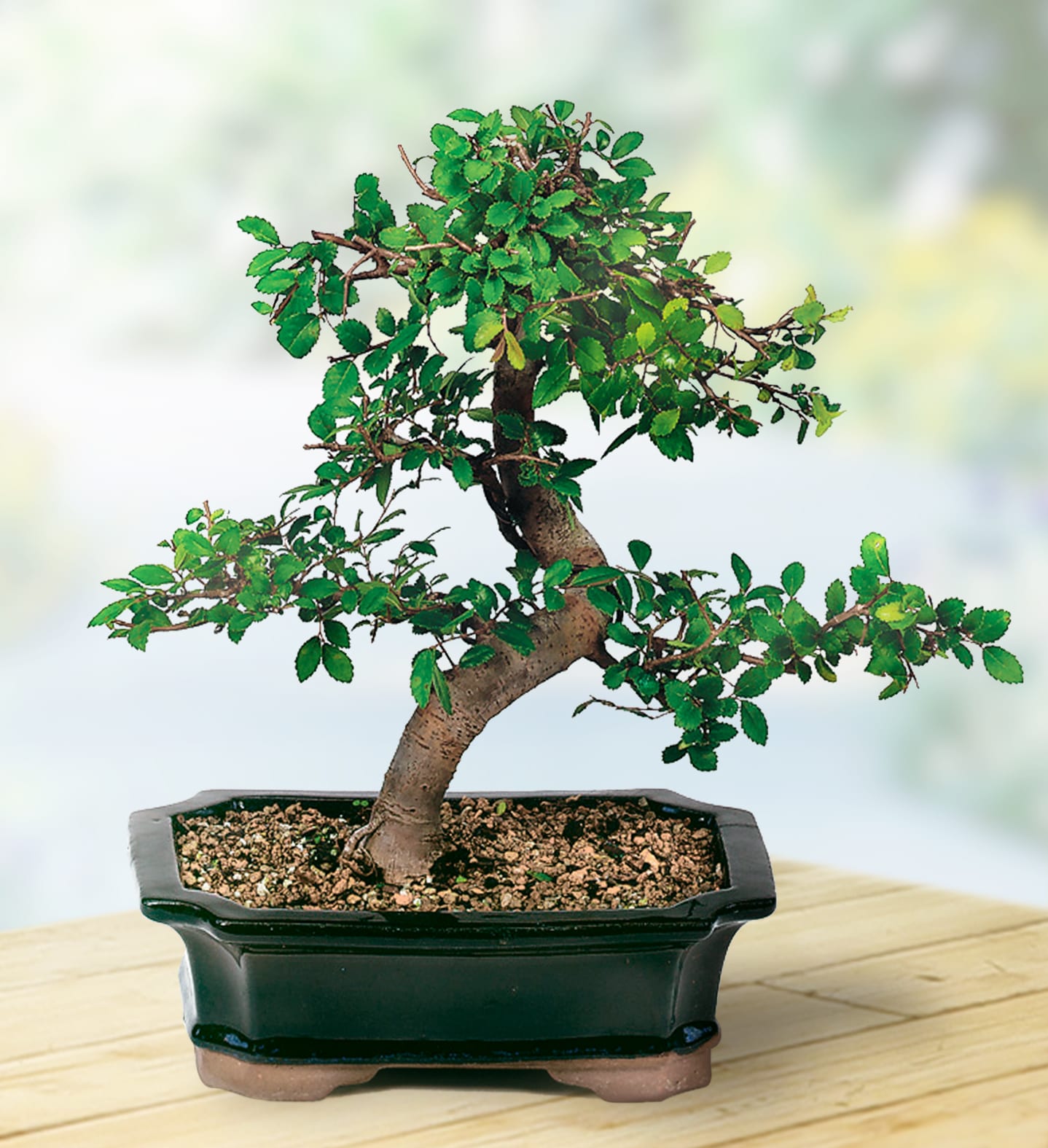 Brussel's Bonsai CT9005CE hseplants - View #5