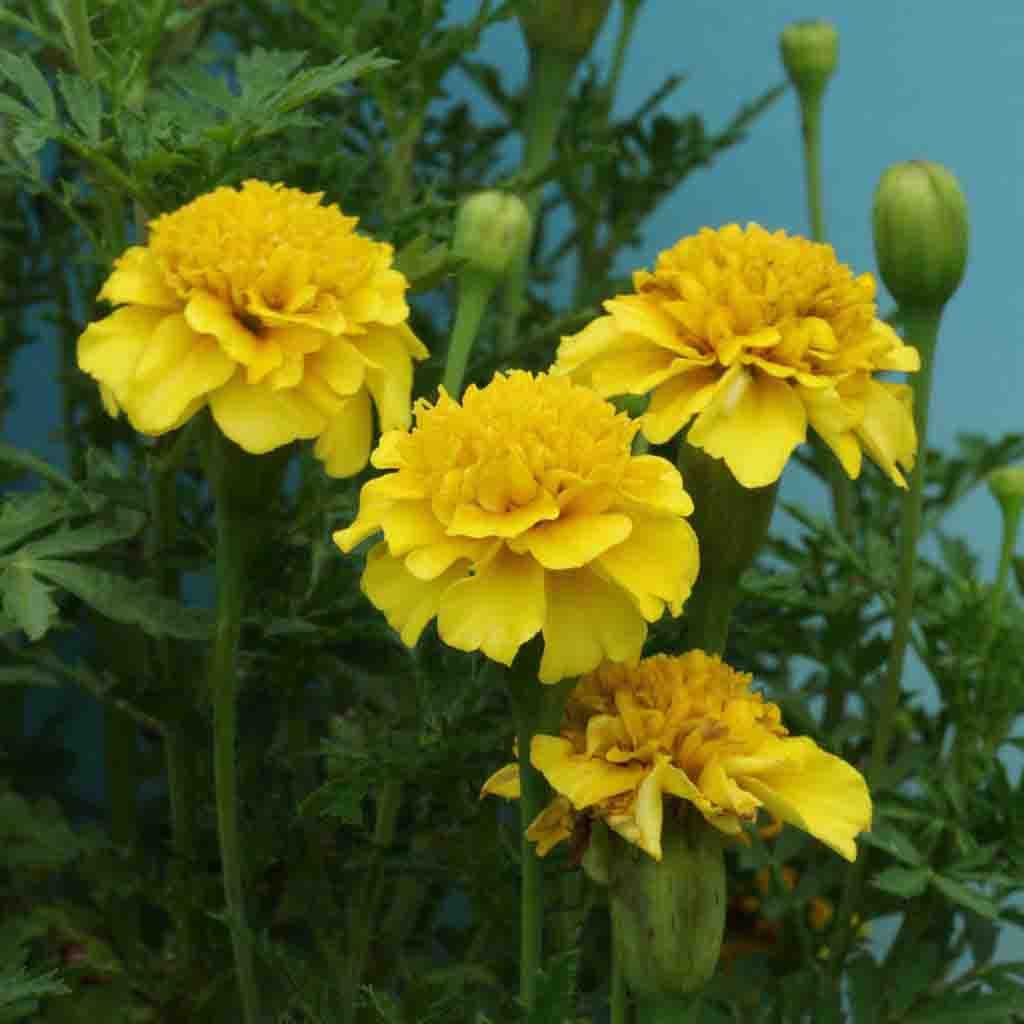 Ferry-Morse LC25.2113 seeds - View #3