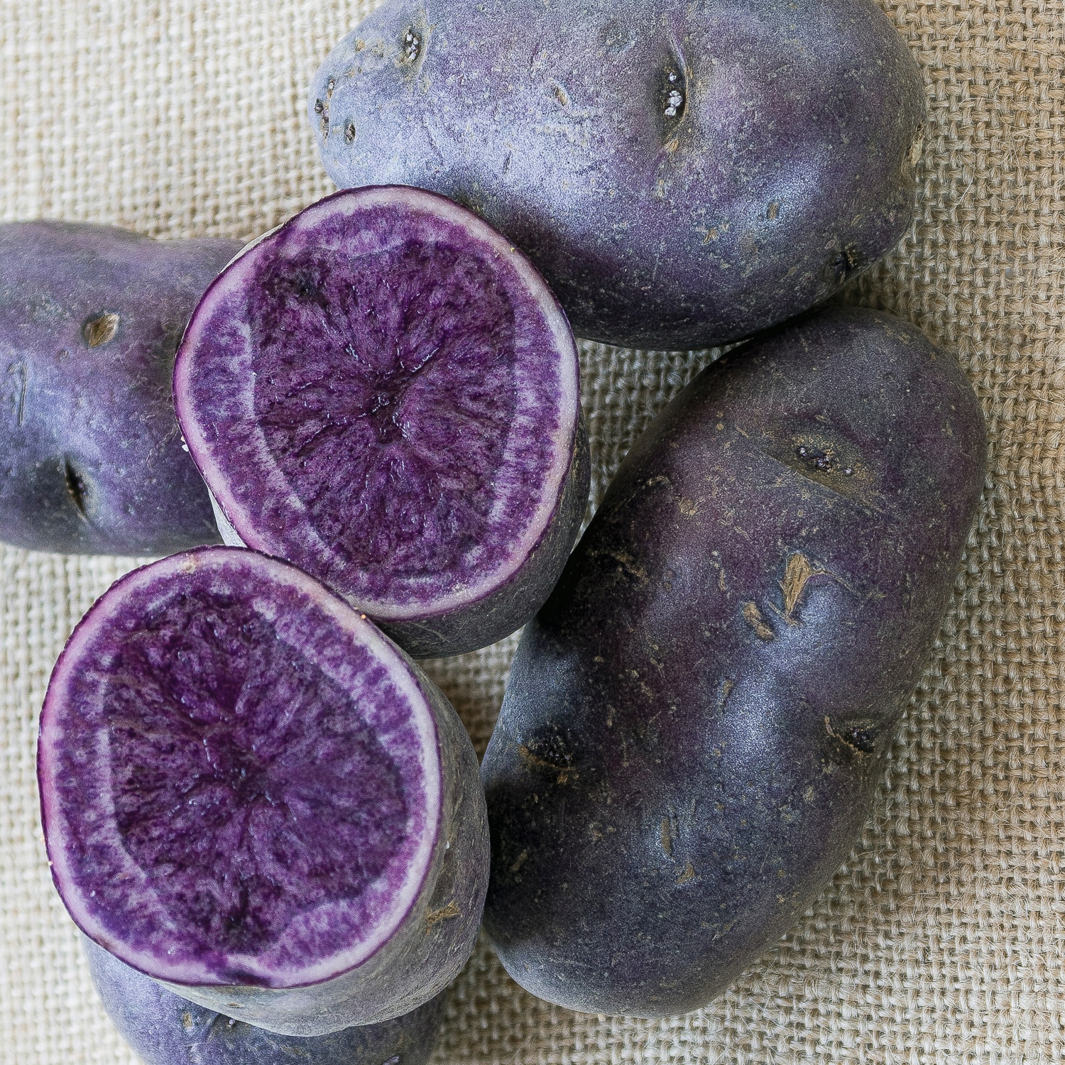 Van Zyverden 84865 Potatoes Adirondack Blue Plant in Bulb
