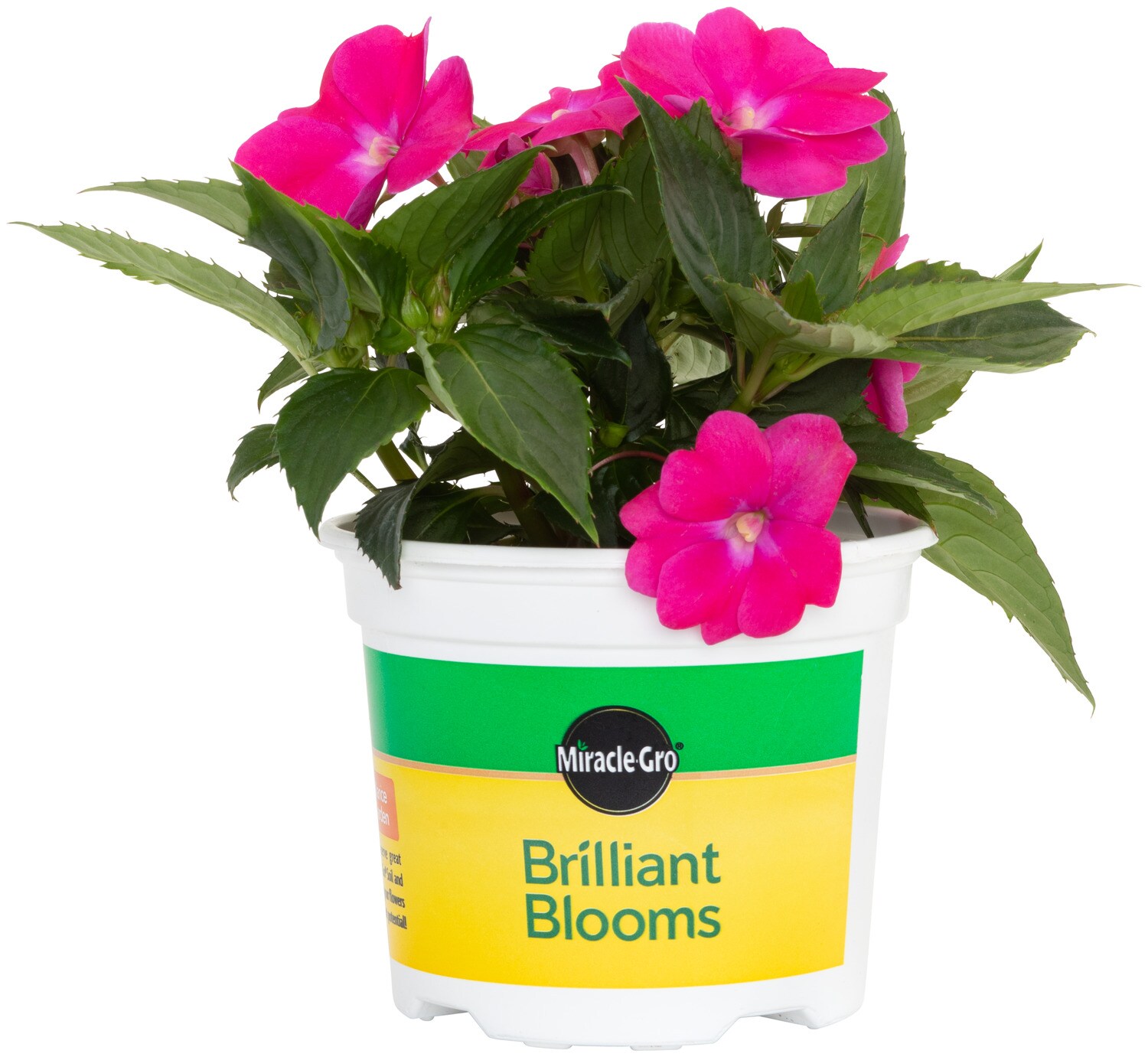 Miracle-Gro Pink Brilliant Blooms Sunpatiens in 25-oz Pot at 