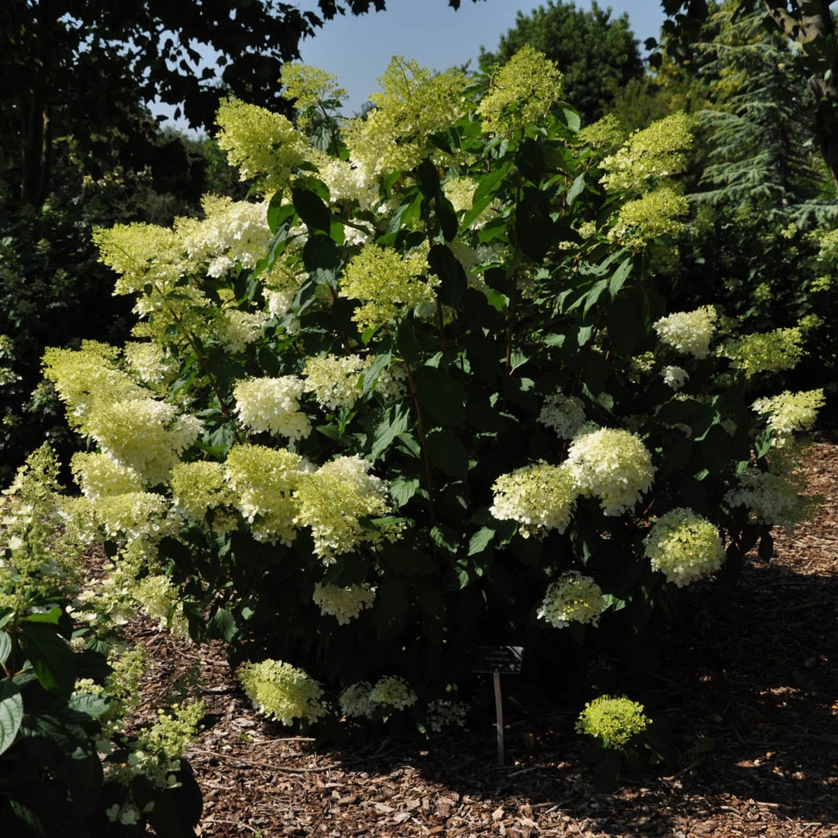 Spring Hill Nurseries 91637 shrubs - View #3