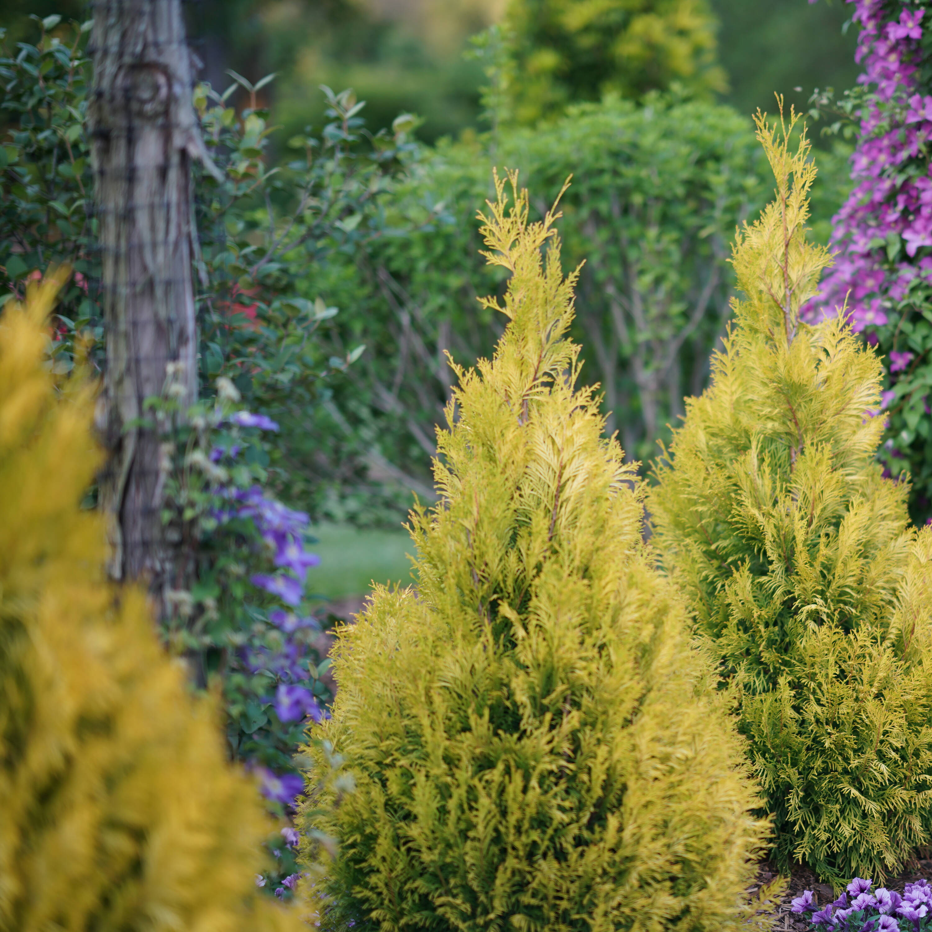 5-Foot Golden Thuja Plicata Evergreen Shrub
