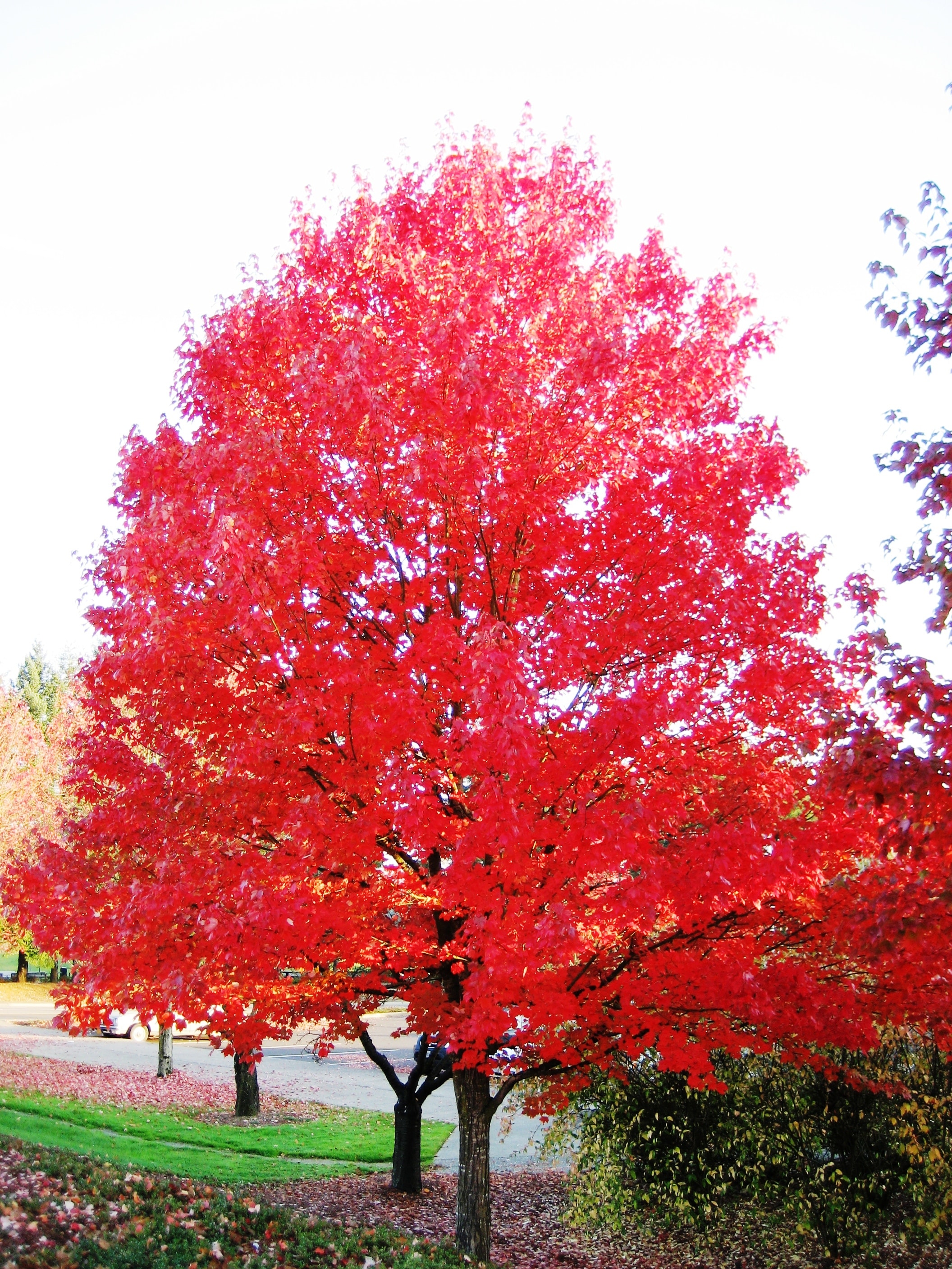 Shade Autumn Red Root (With in the Trees department at Lowes.com
